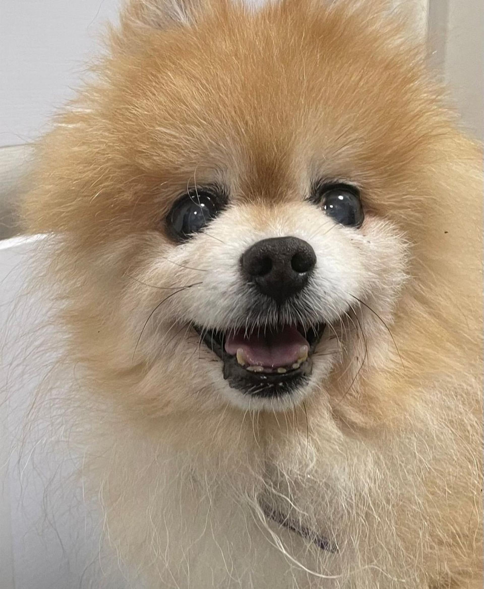 pet-image-8