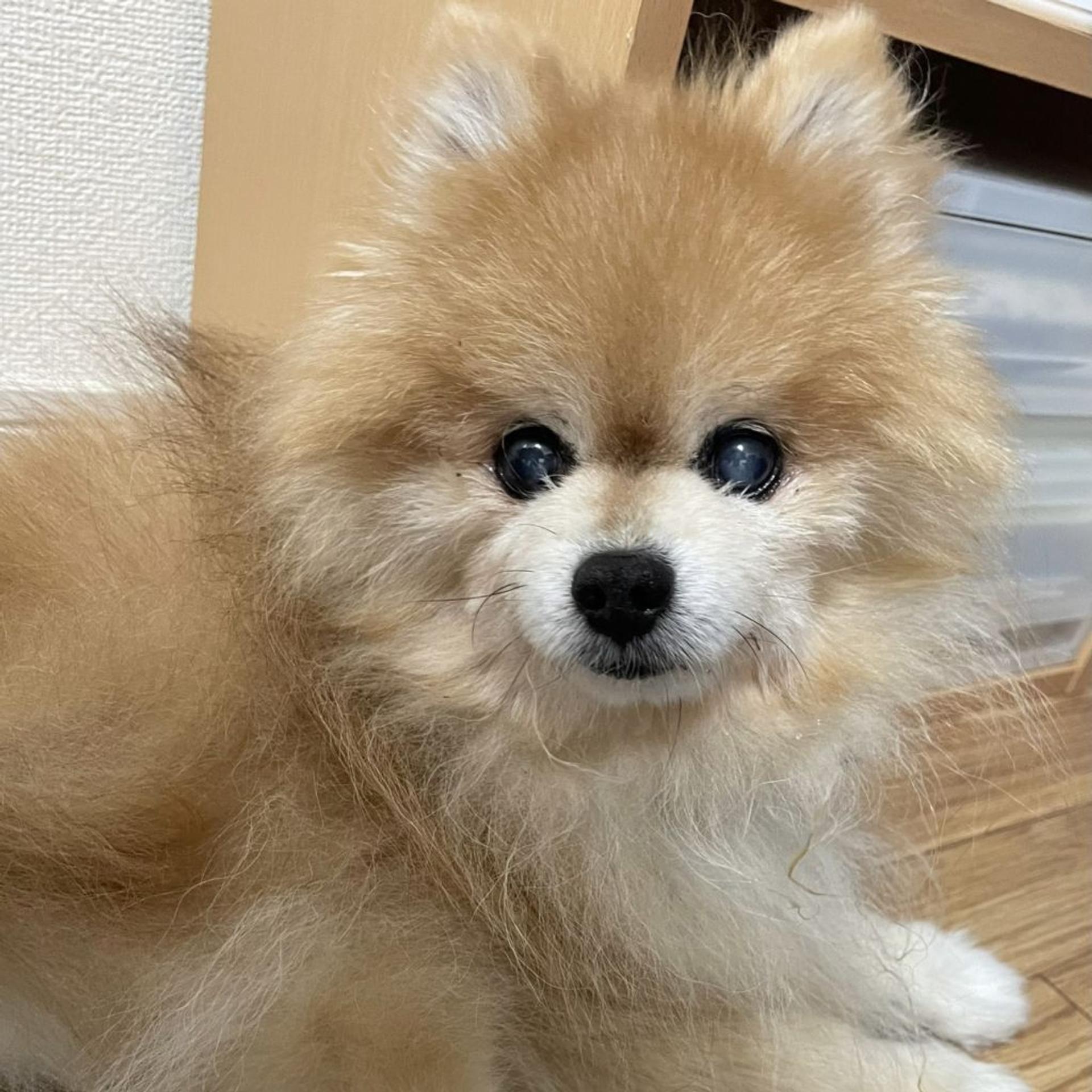 pet-image-3