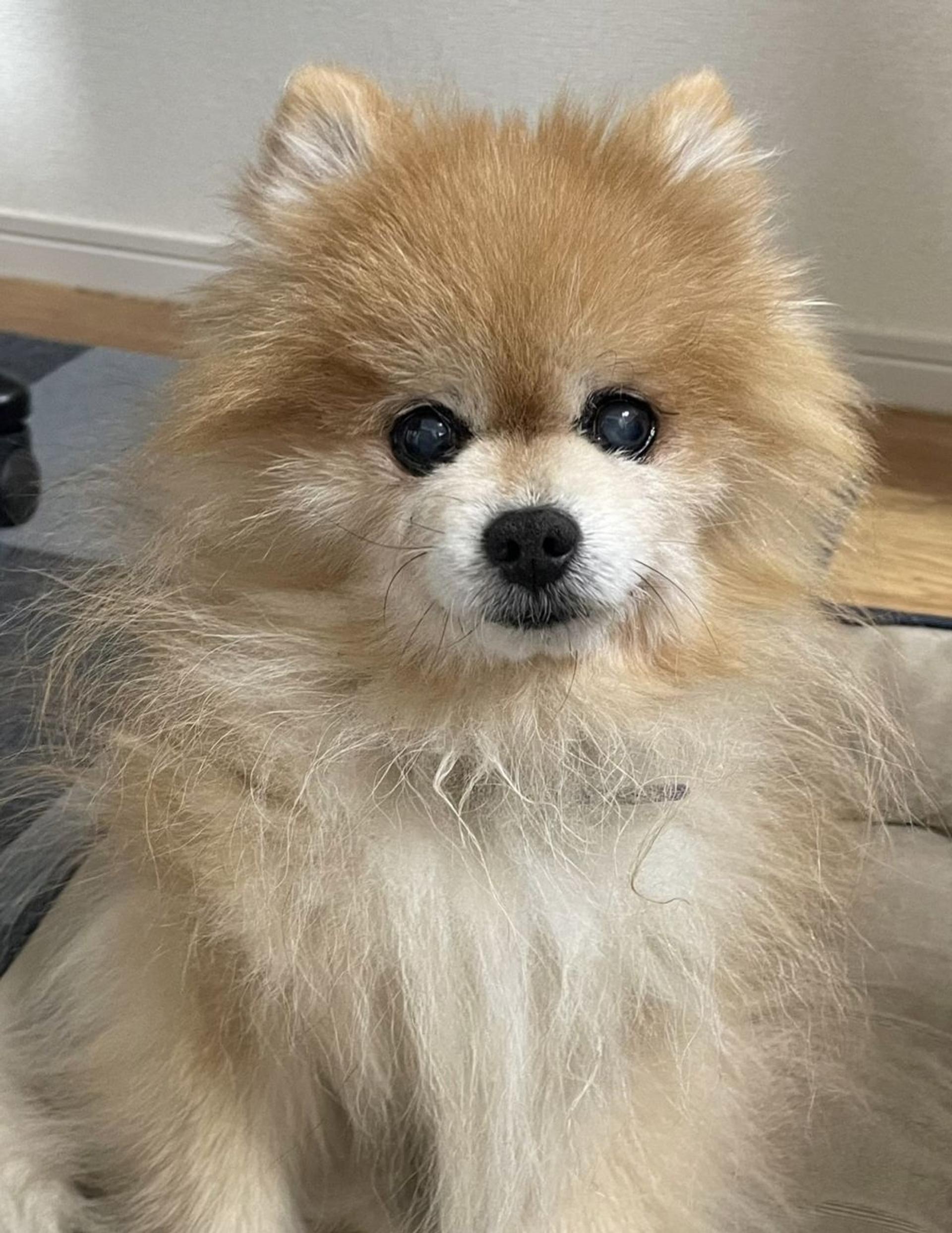 pet-image-4