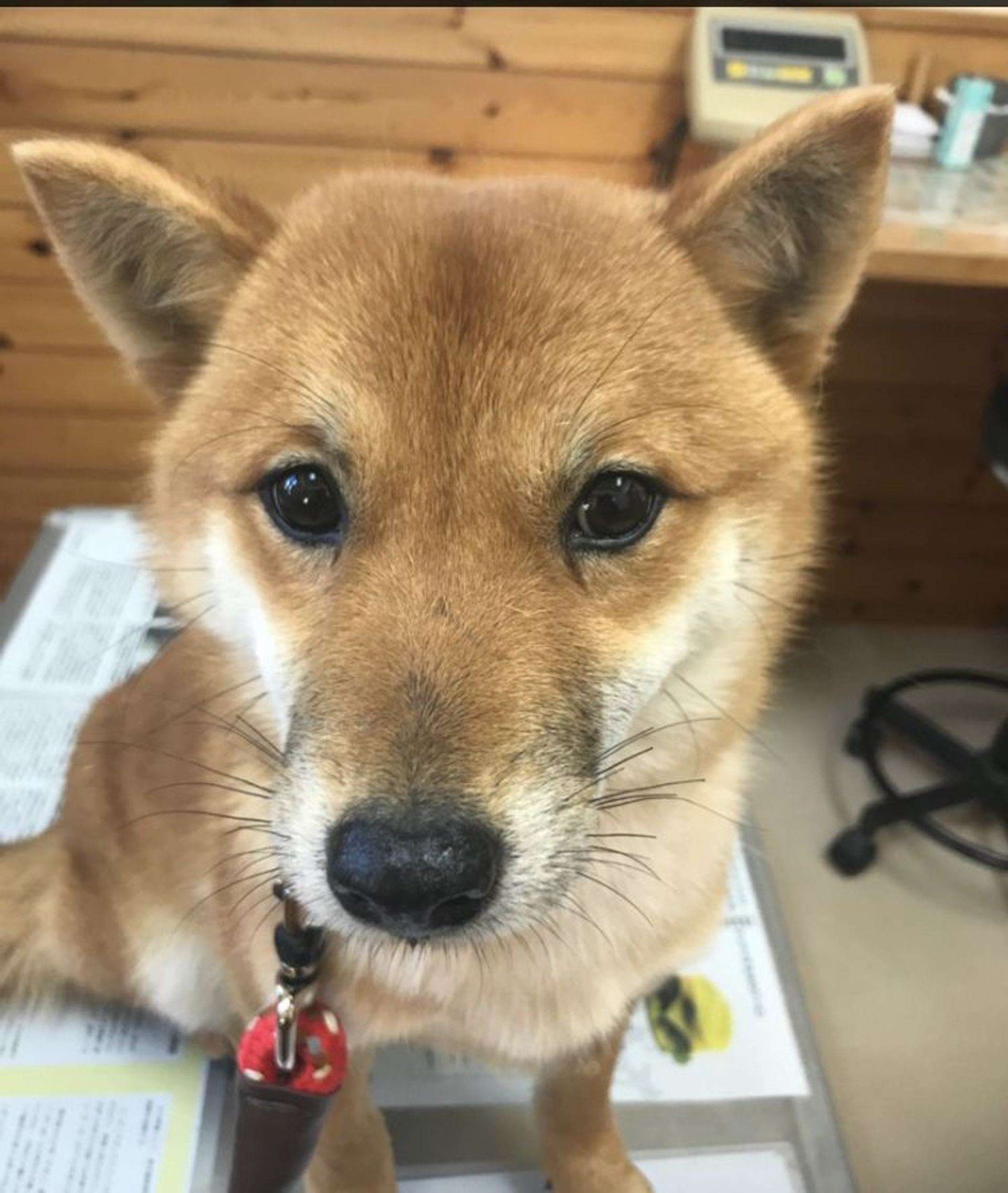 雑種（ミックス犬）・オスの里親募集の写真