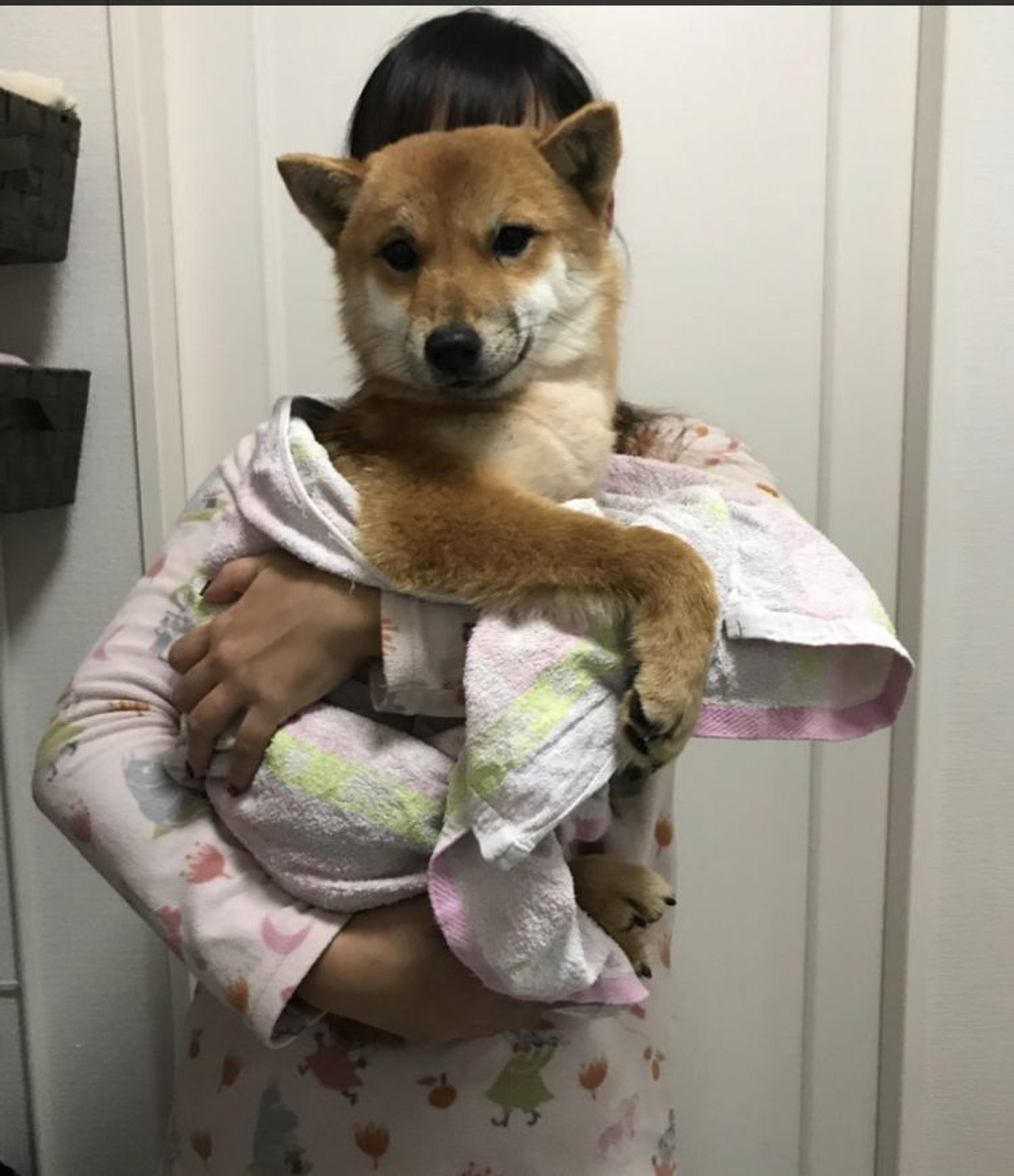 pet-image-2