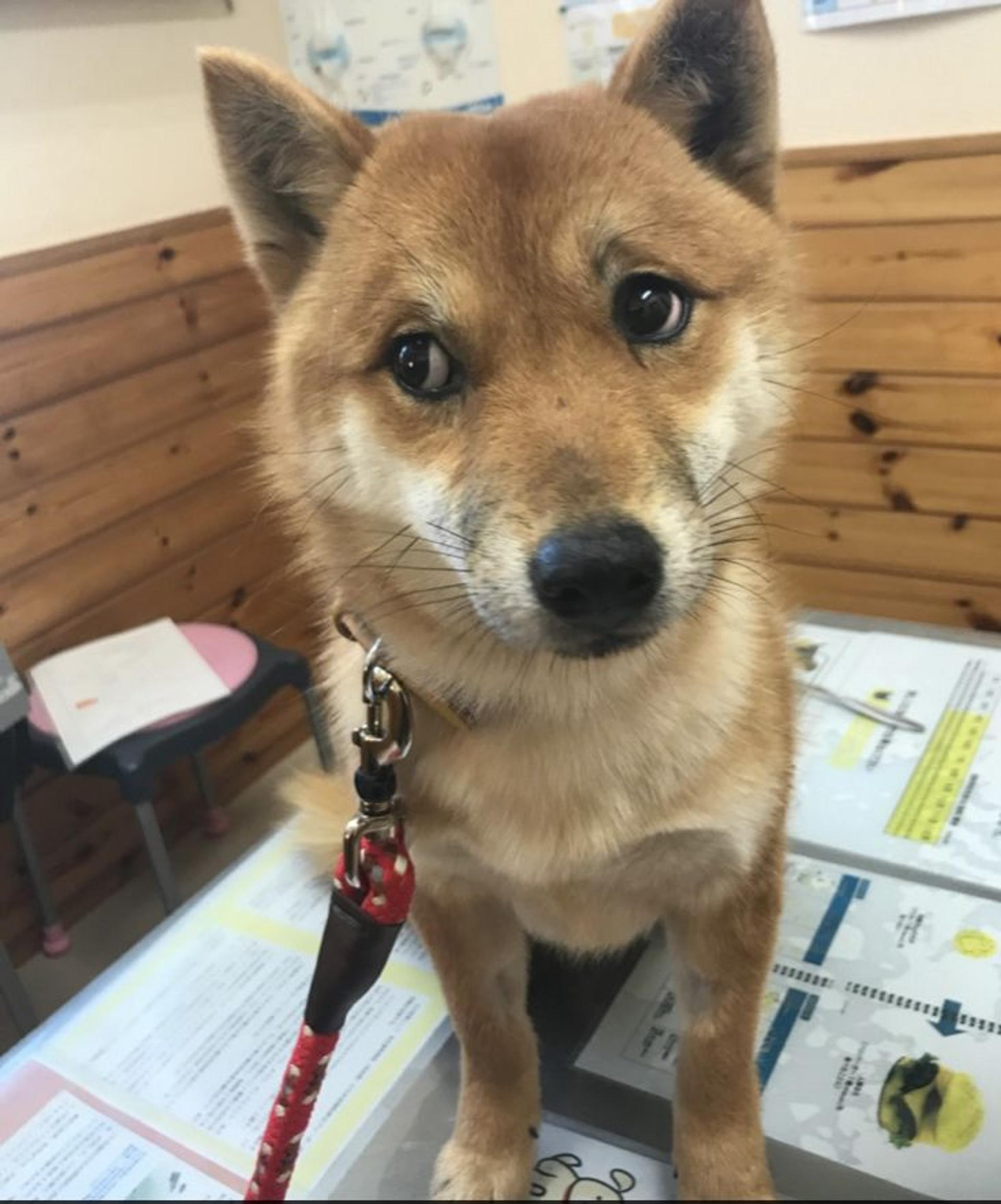pet-image-3