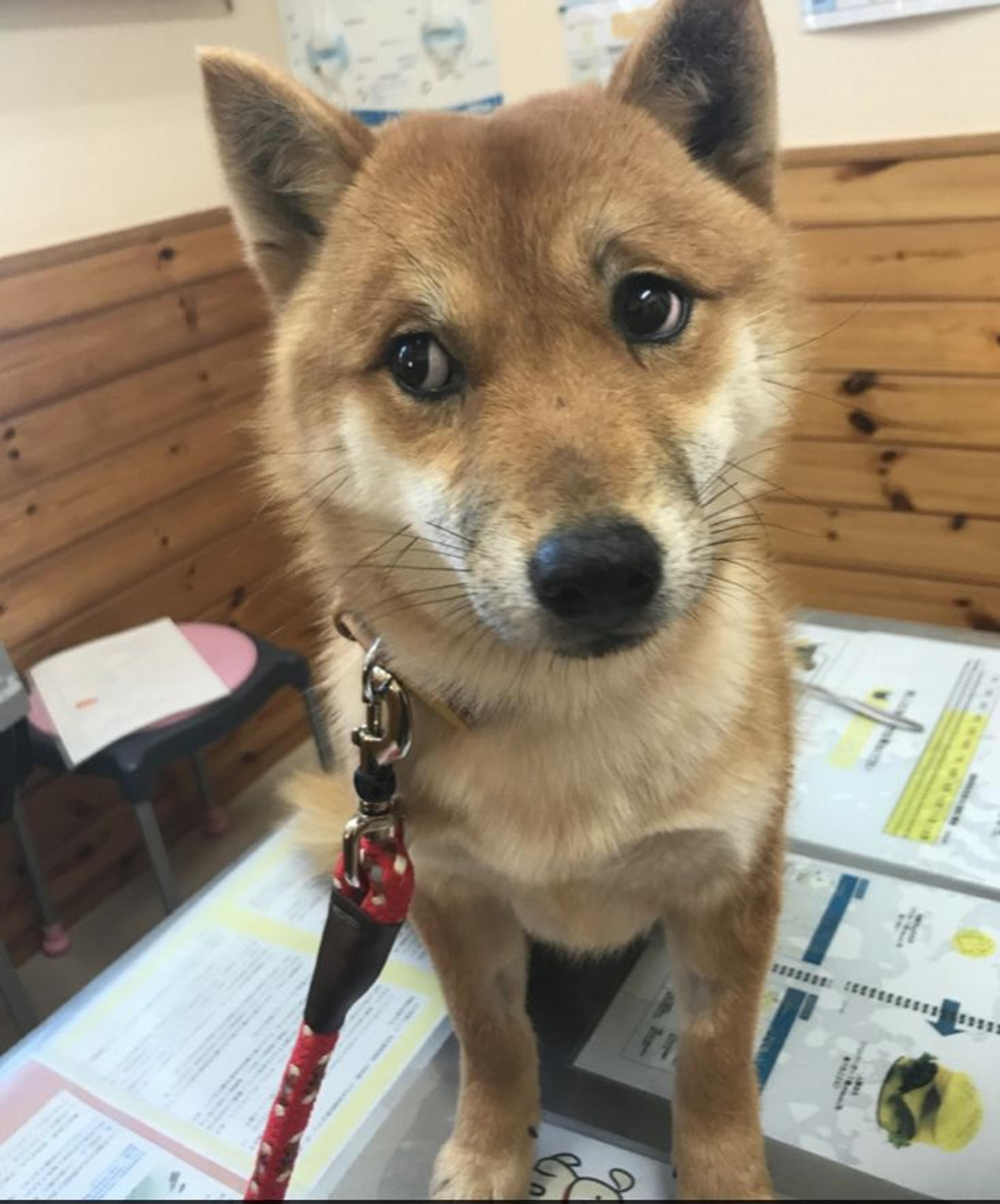 pet-image-3