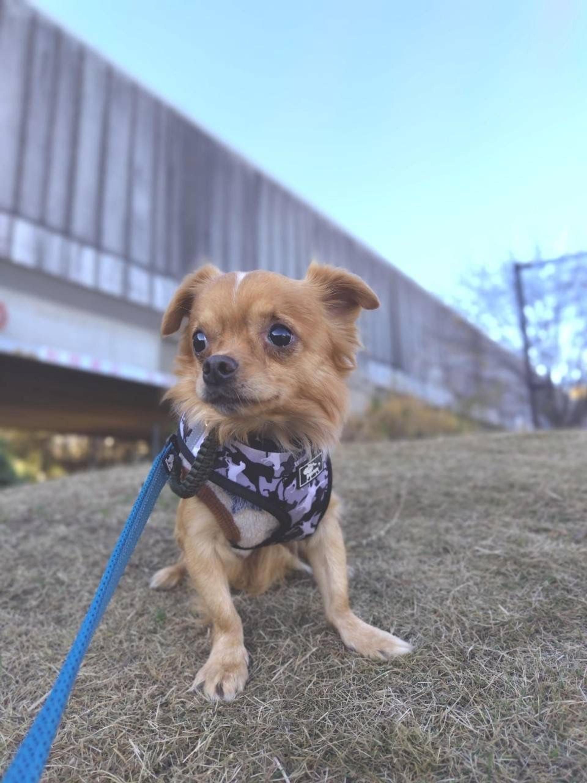 pet-image-2