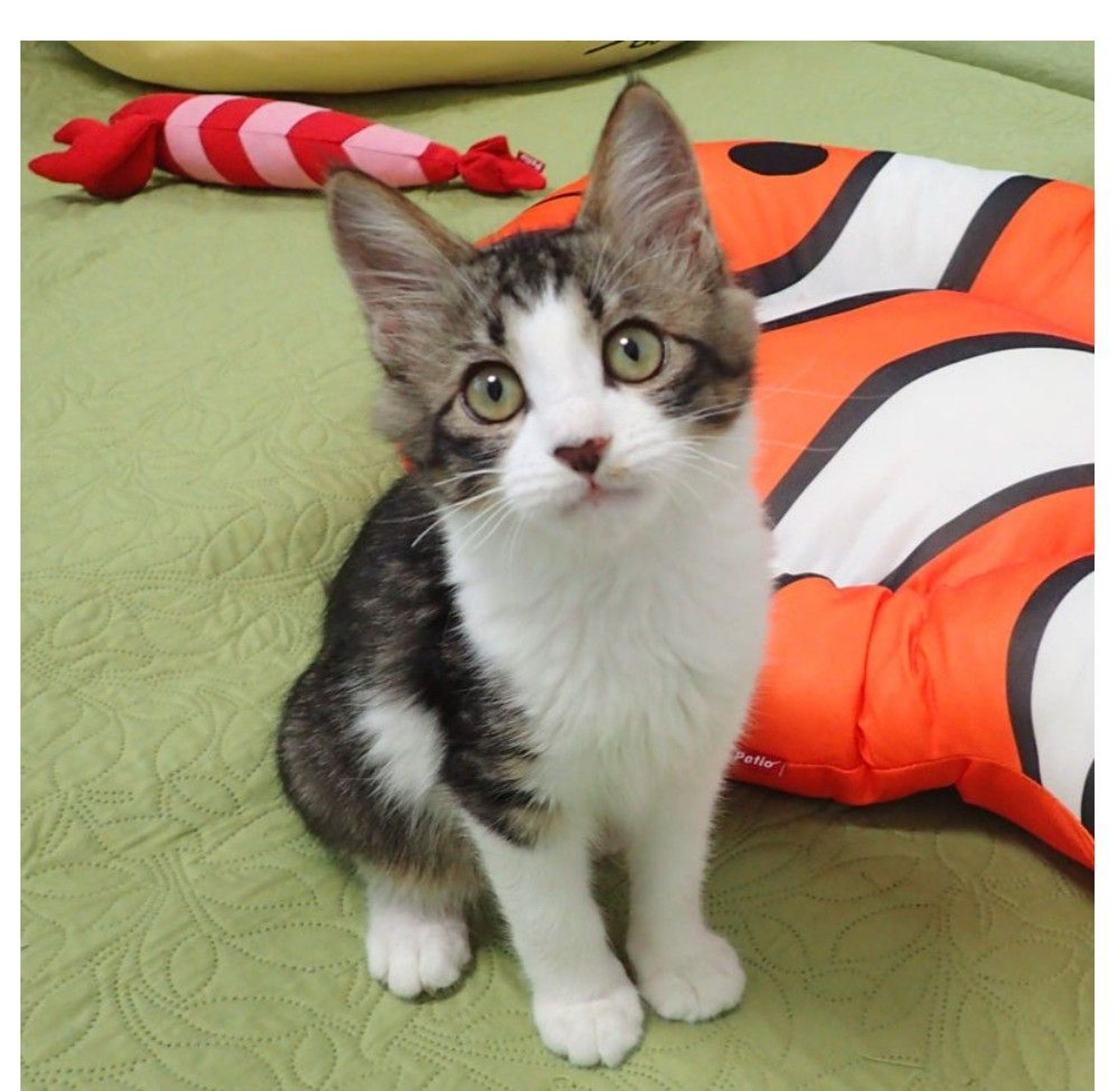 雑種（ミックス猫）・メスの里親募集の写真