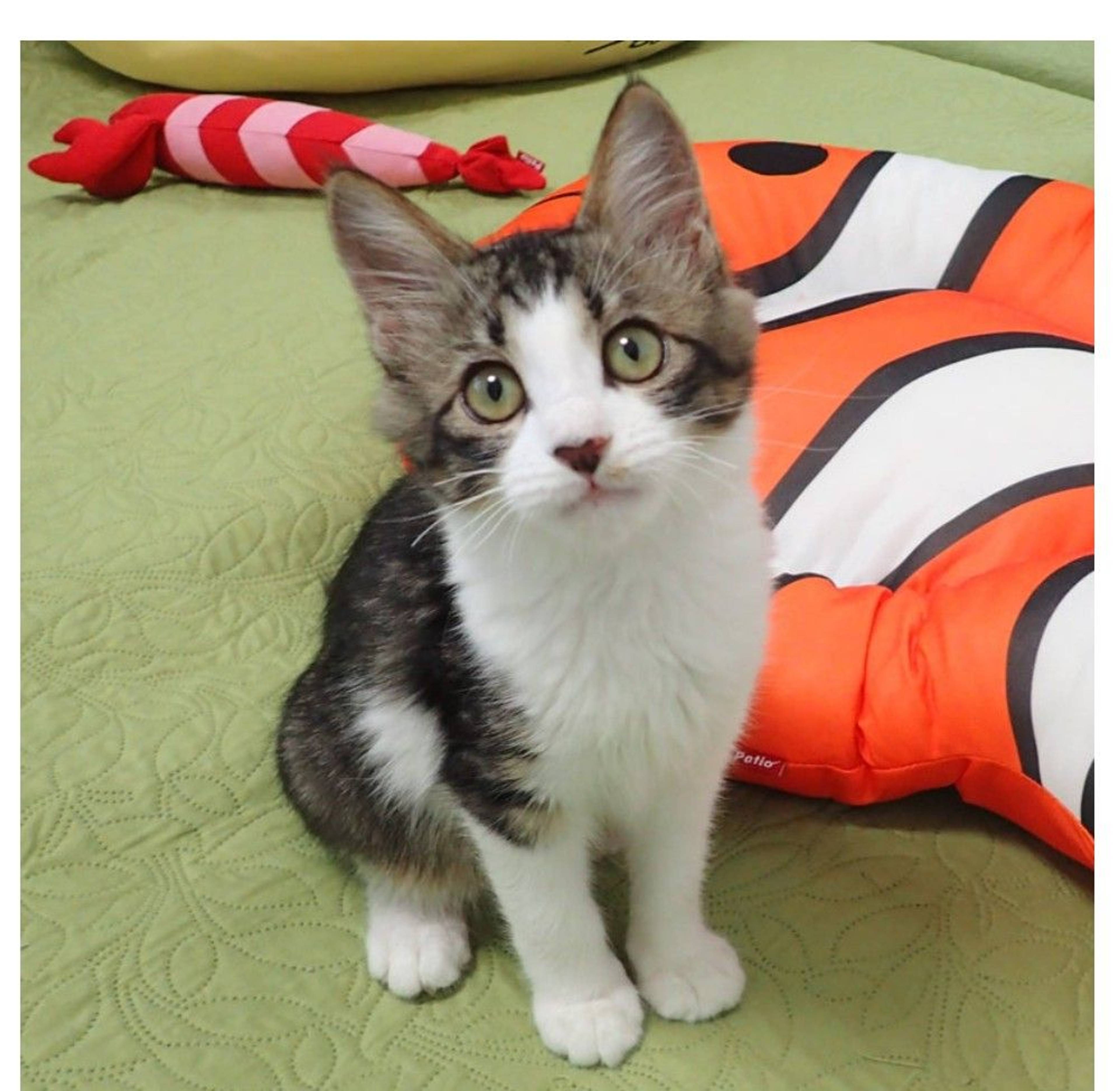 雑種（ミックス猫）・メスの里親募集の写真