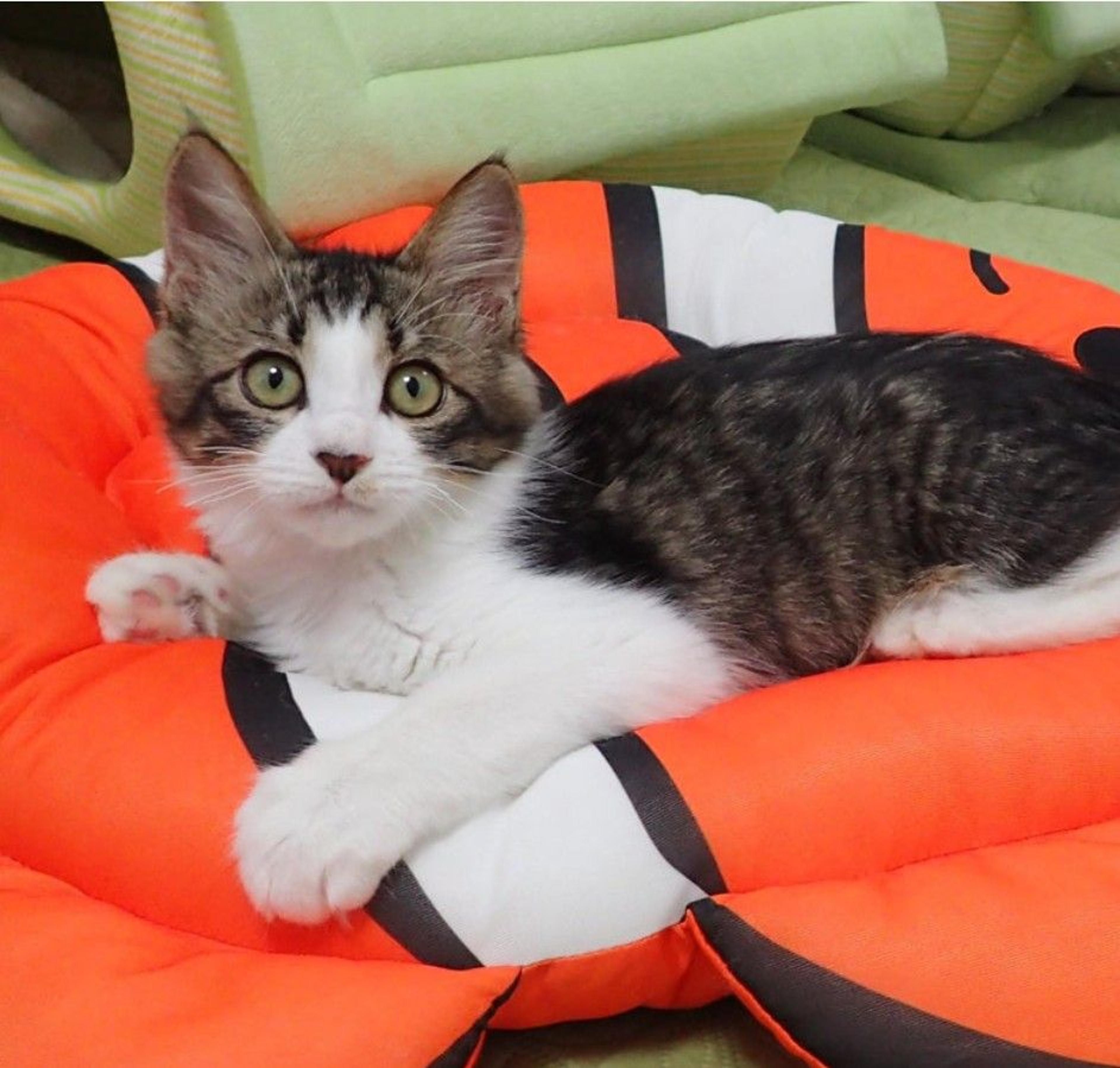 pet-image-2