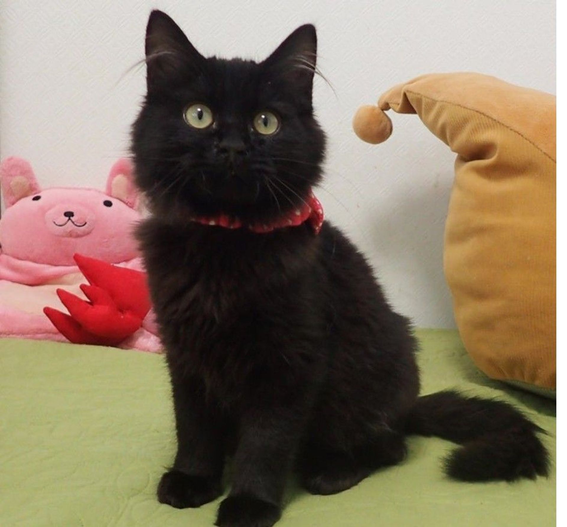 雑種（ミックス猫）・メスの里親募集の写真