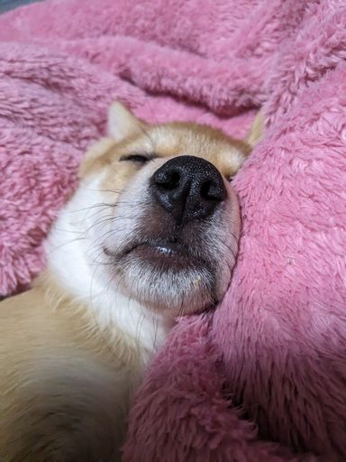 子犬のみたらし