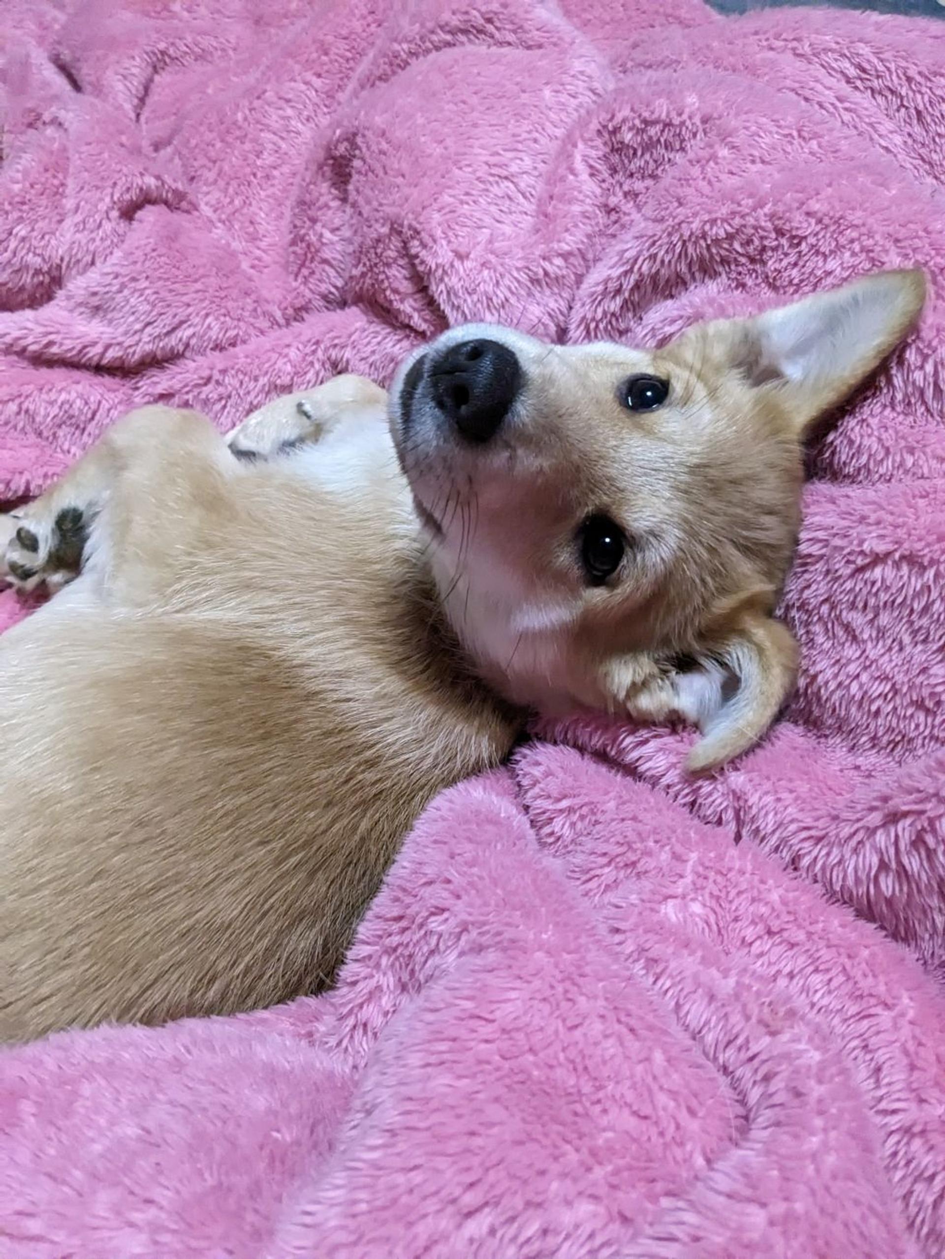 pet-image-2