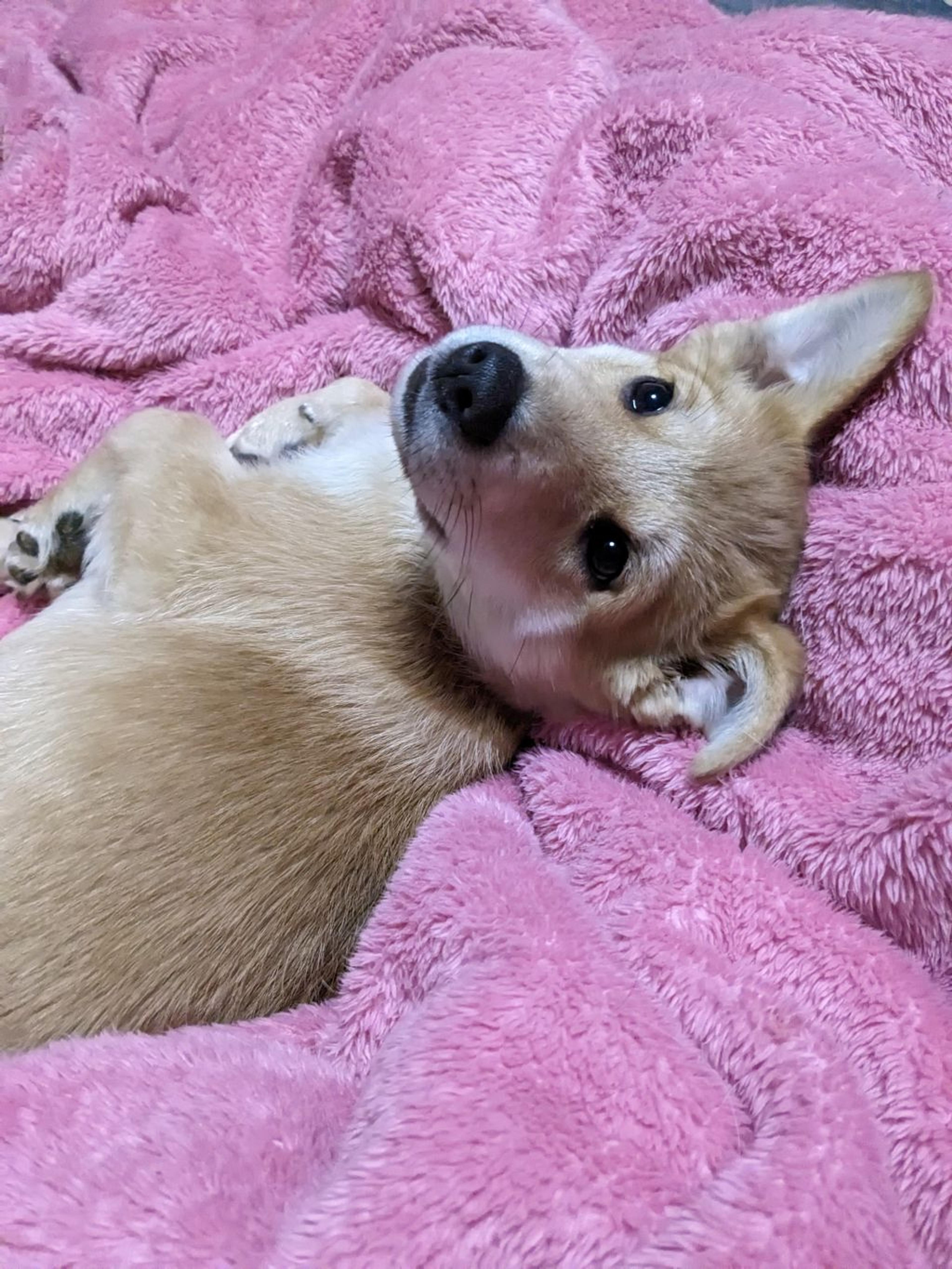 pet-image-2