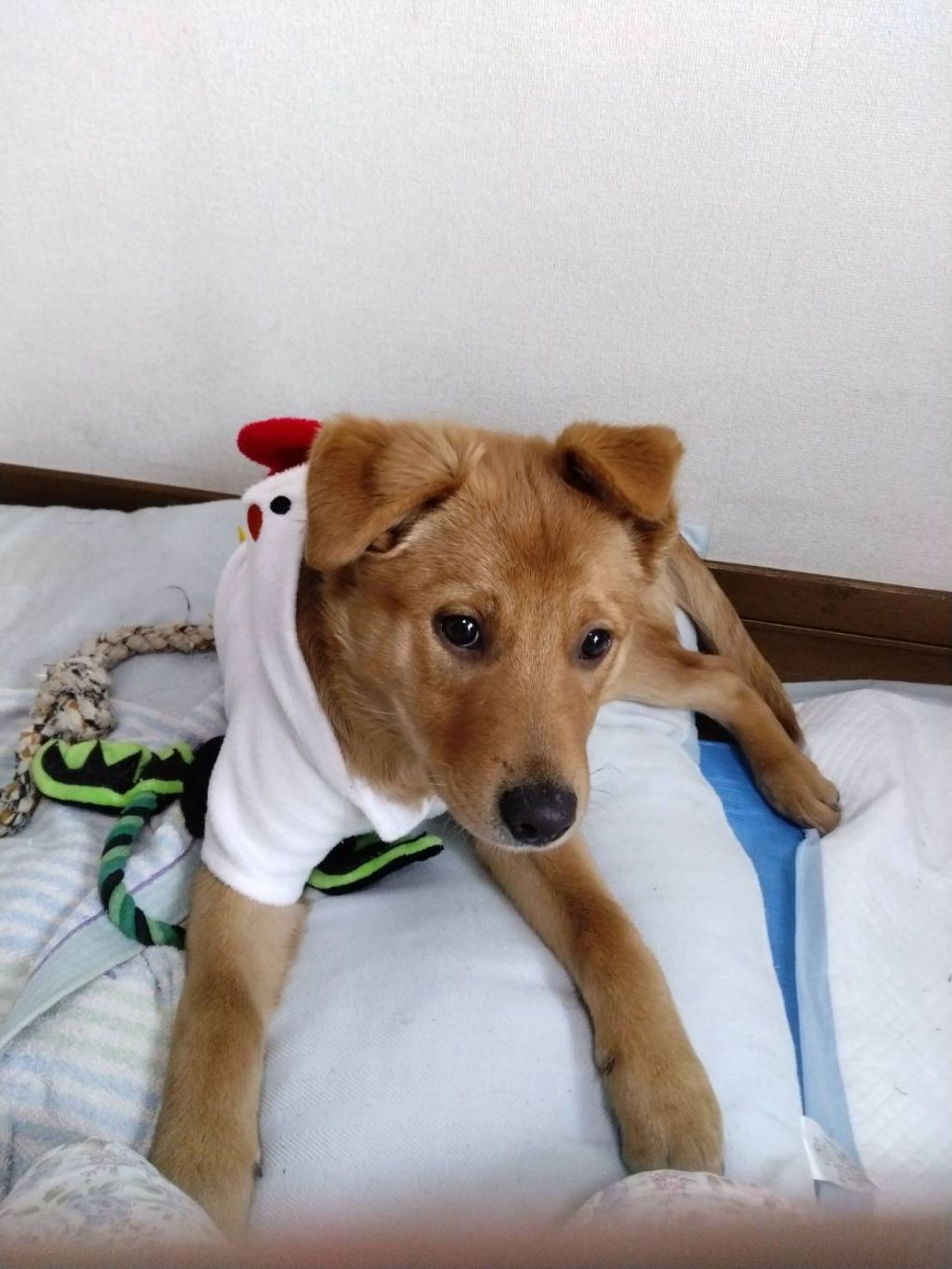 雑種（ミックス犬）・オスの里親募集の写真