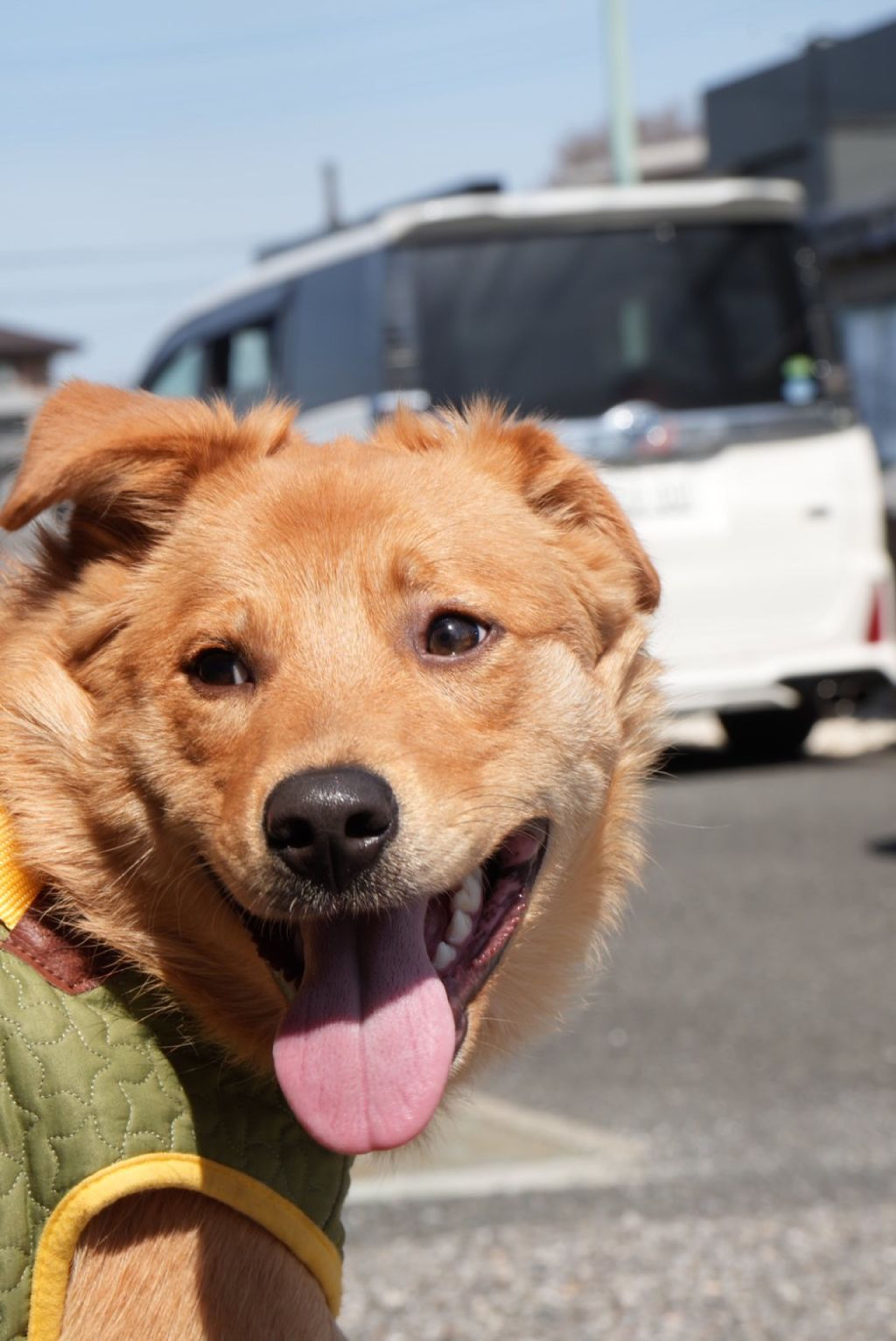 pet-image-3