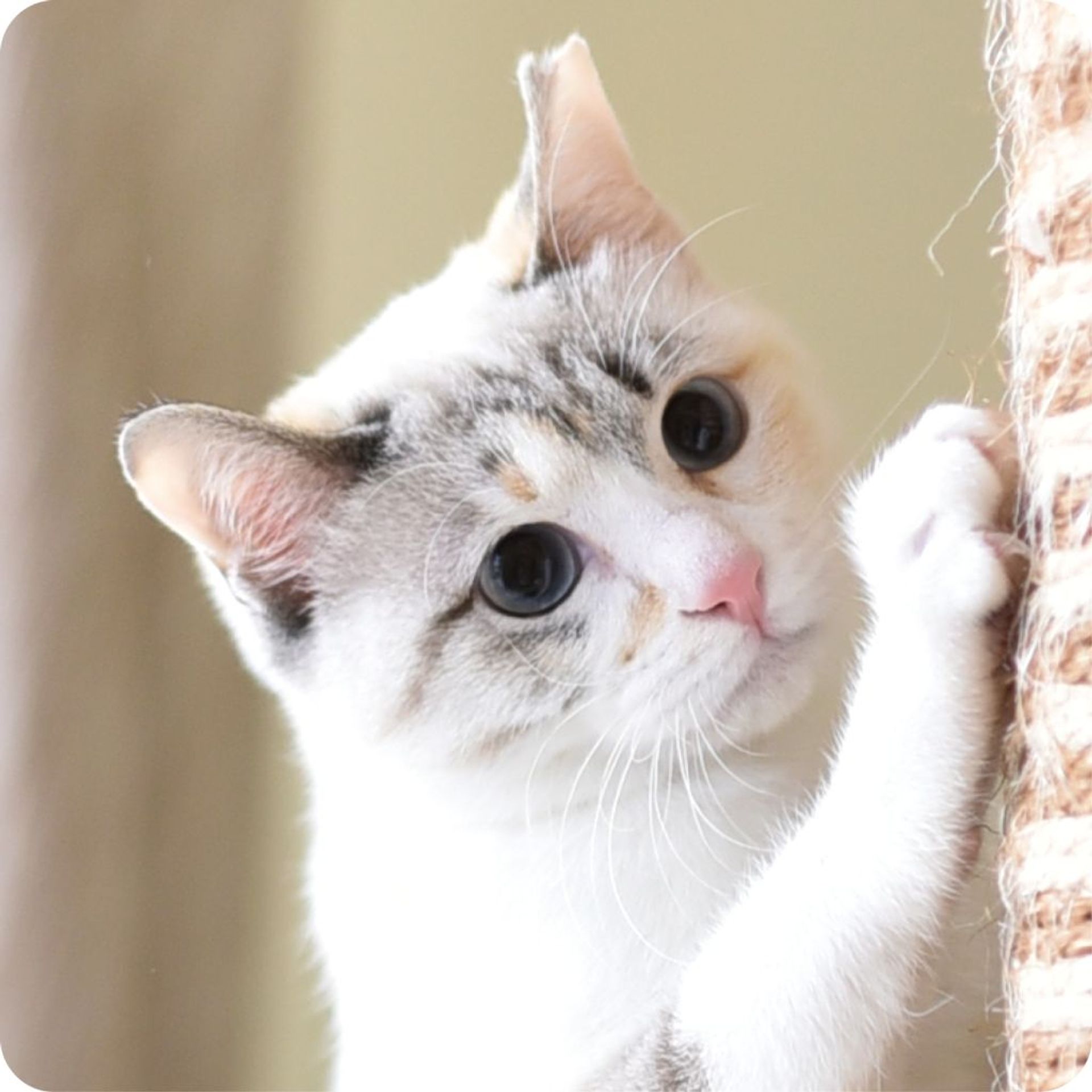 雑種（ミックス猫）・メスの里親募集の写真