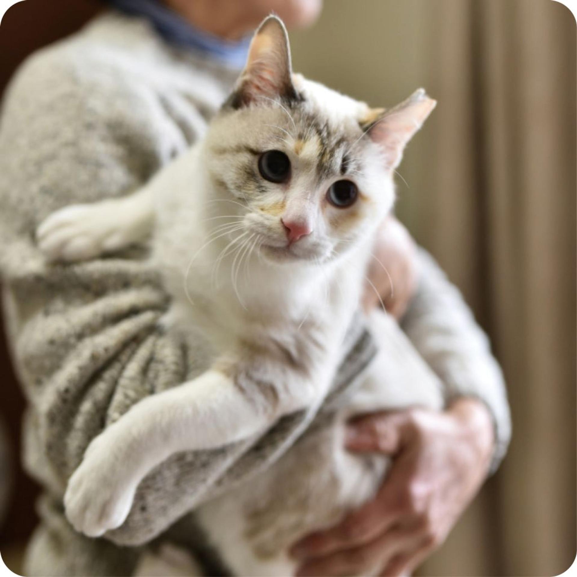 pet-image-3