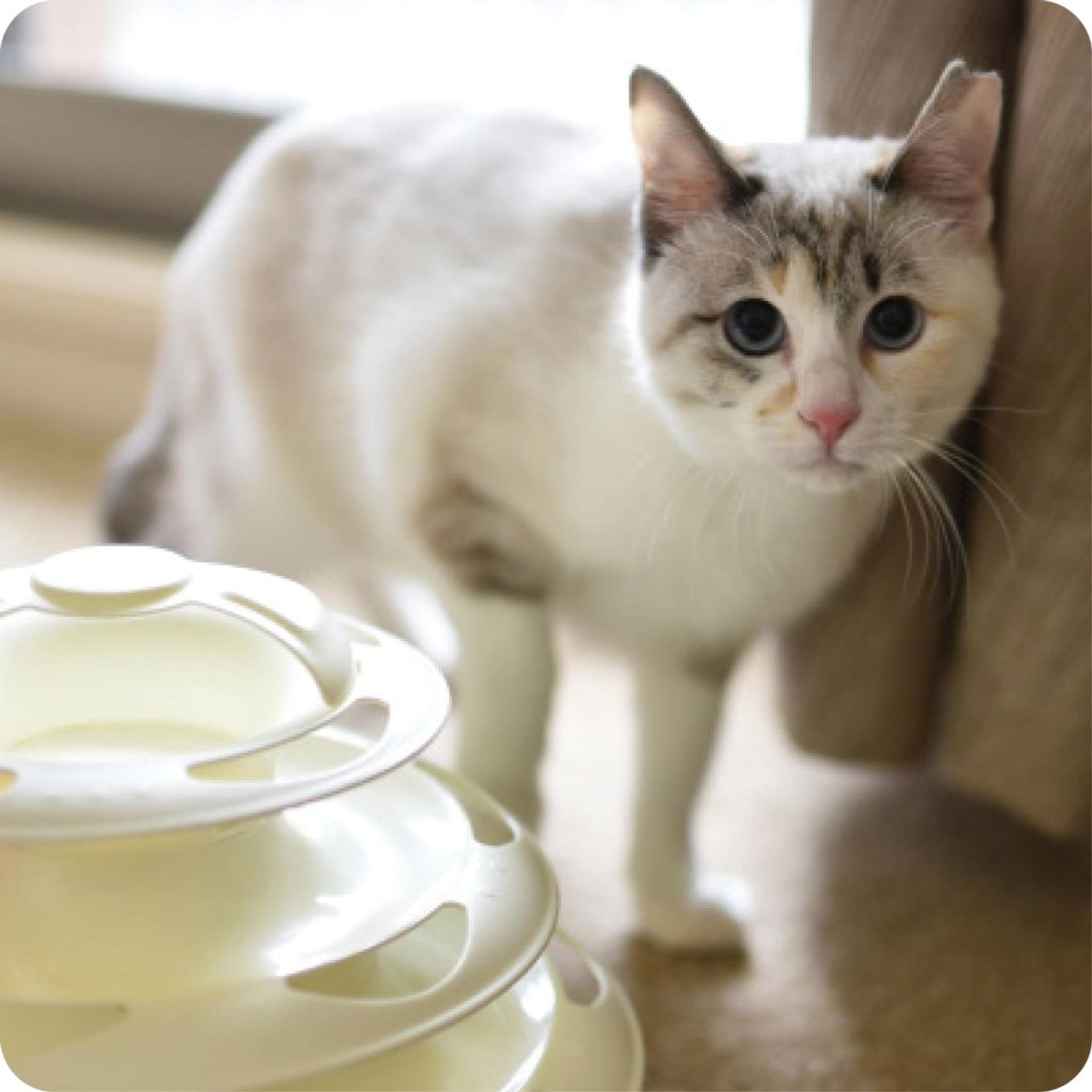 pet-image-6