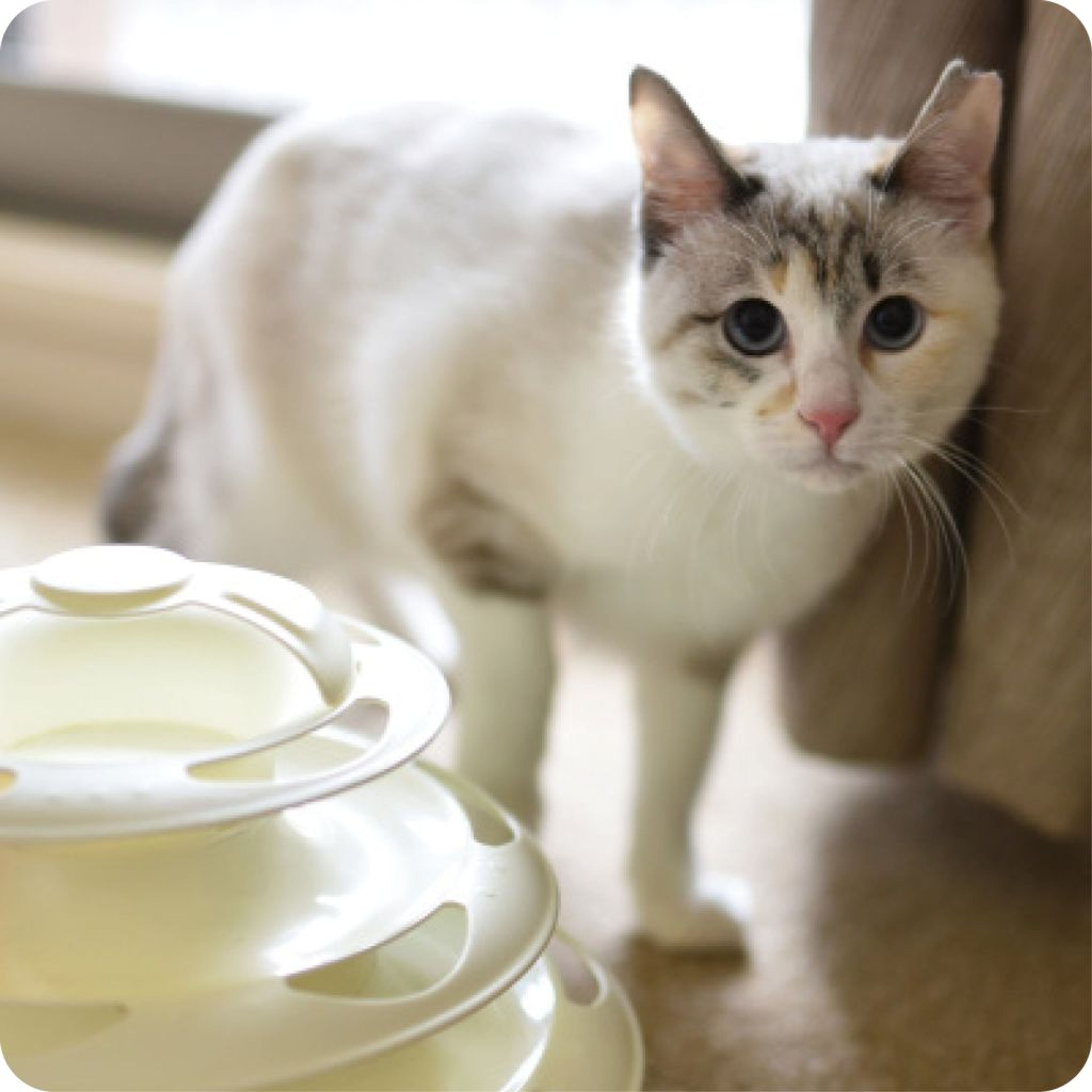 pet-image-6