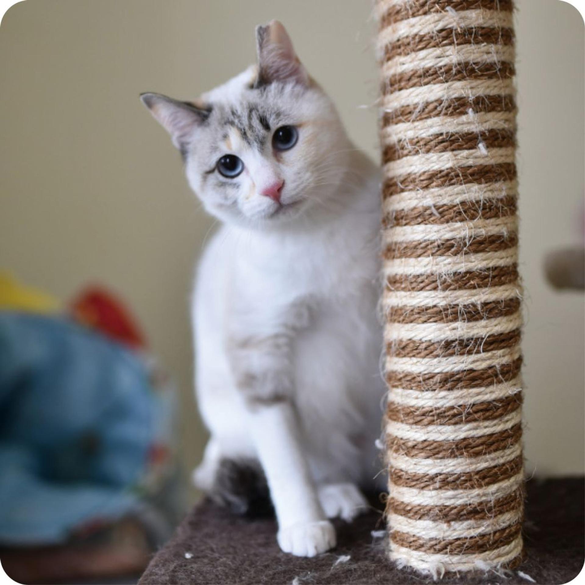 pet-image-7