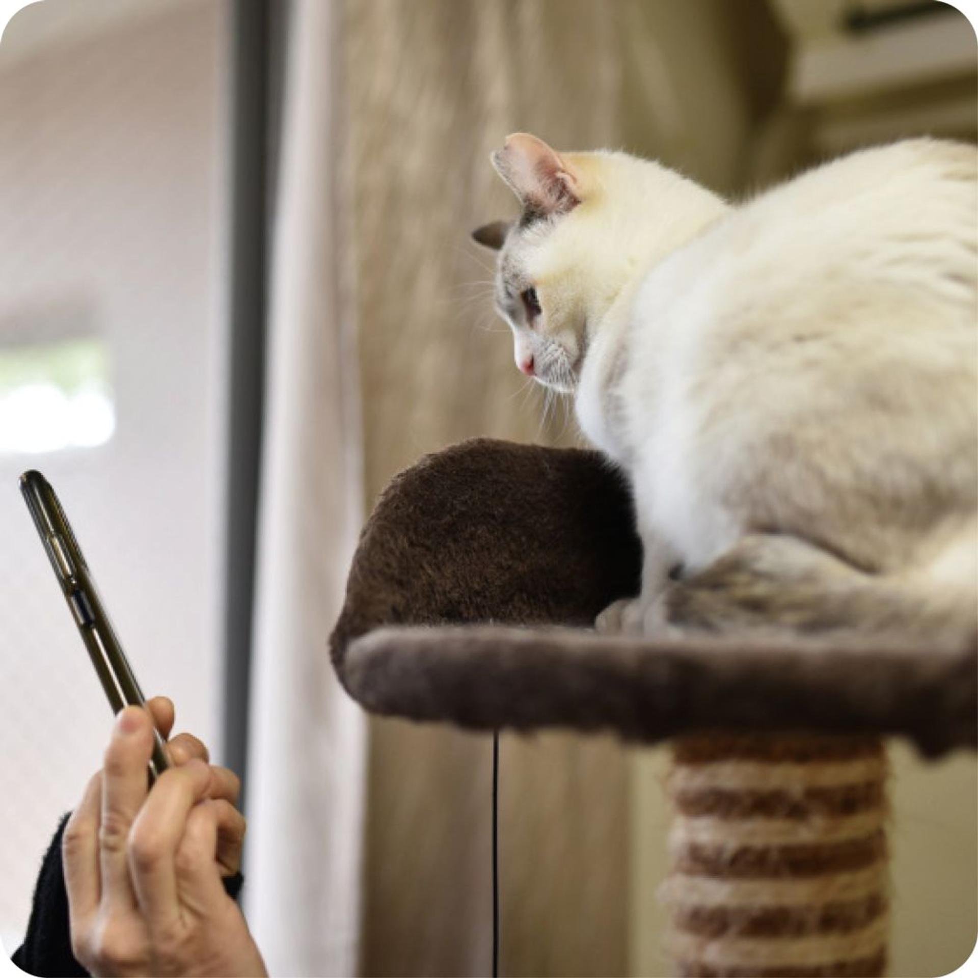 pet-image-8