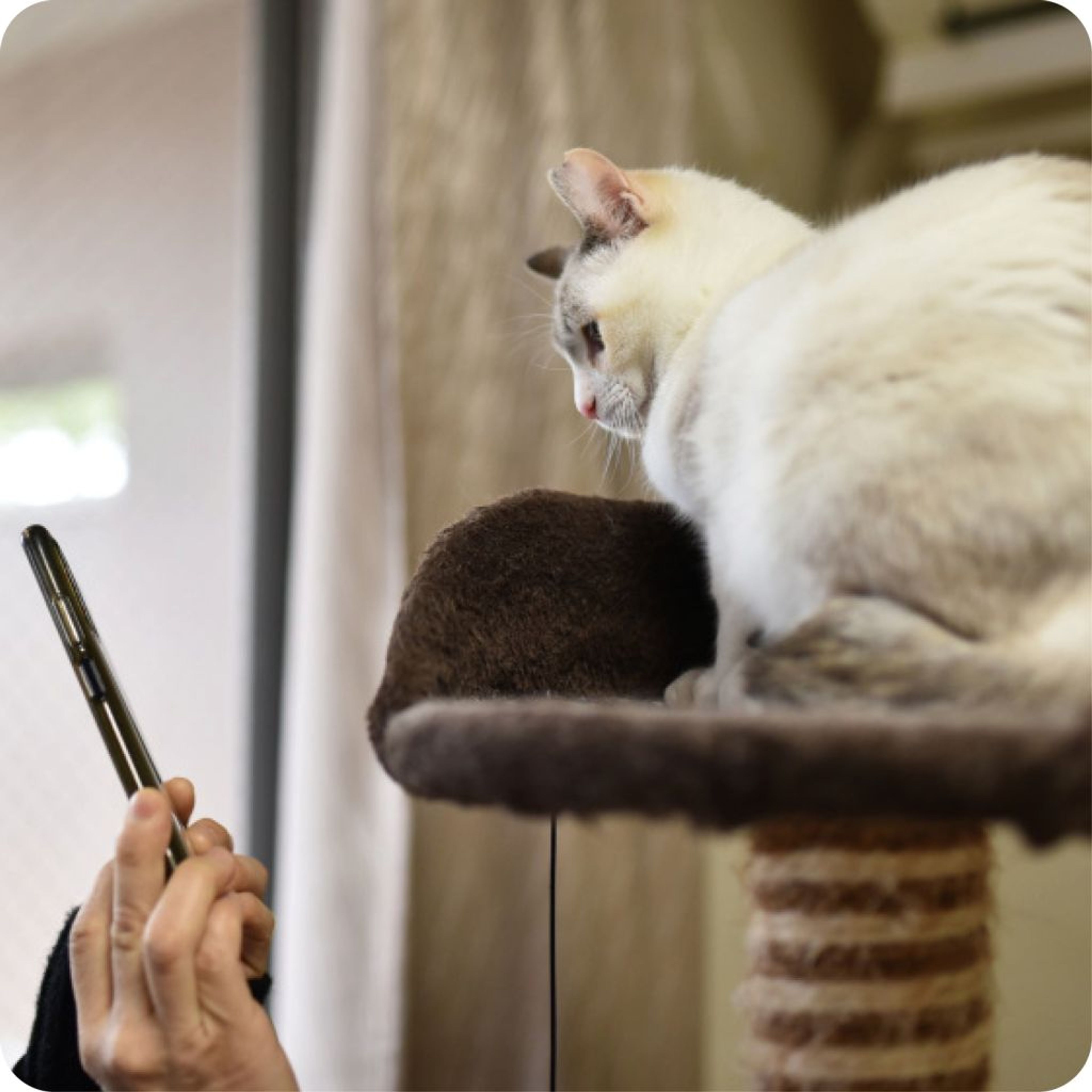 pet-image-8