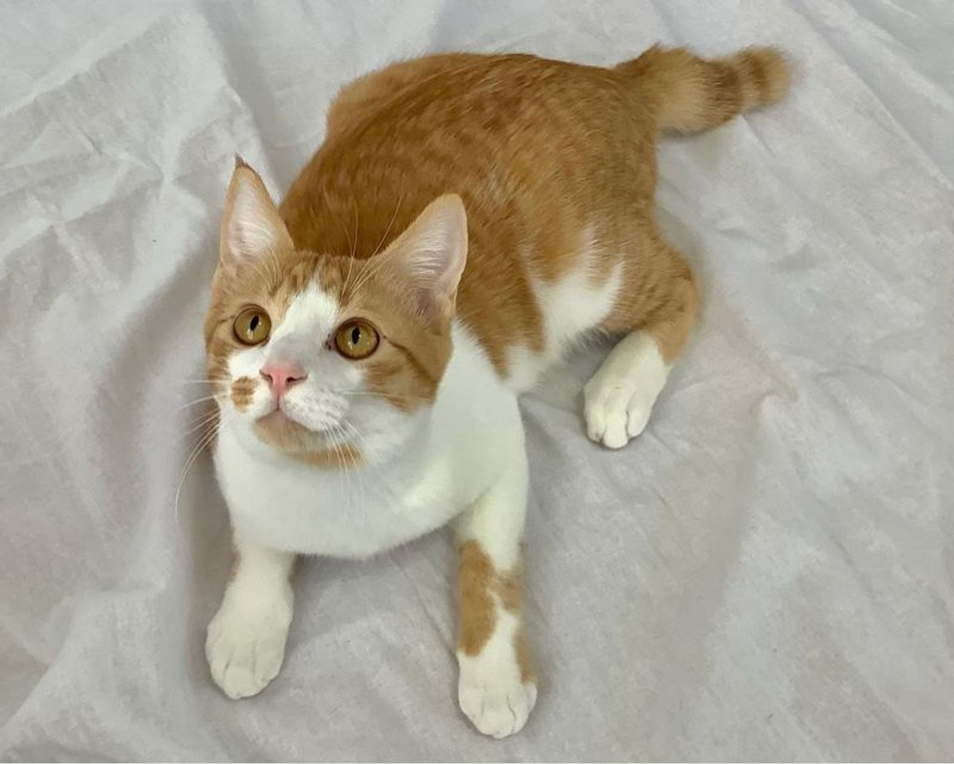 雑種（ミックス猫）・オスの里親募集の写真