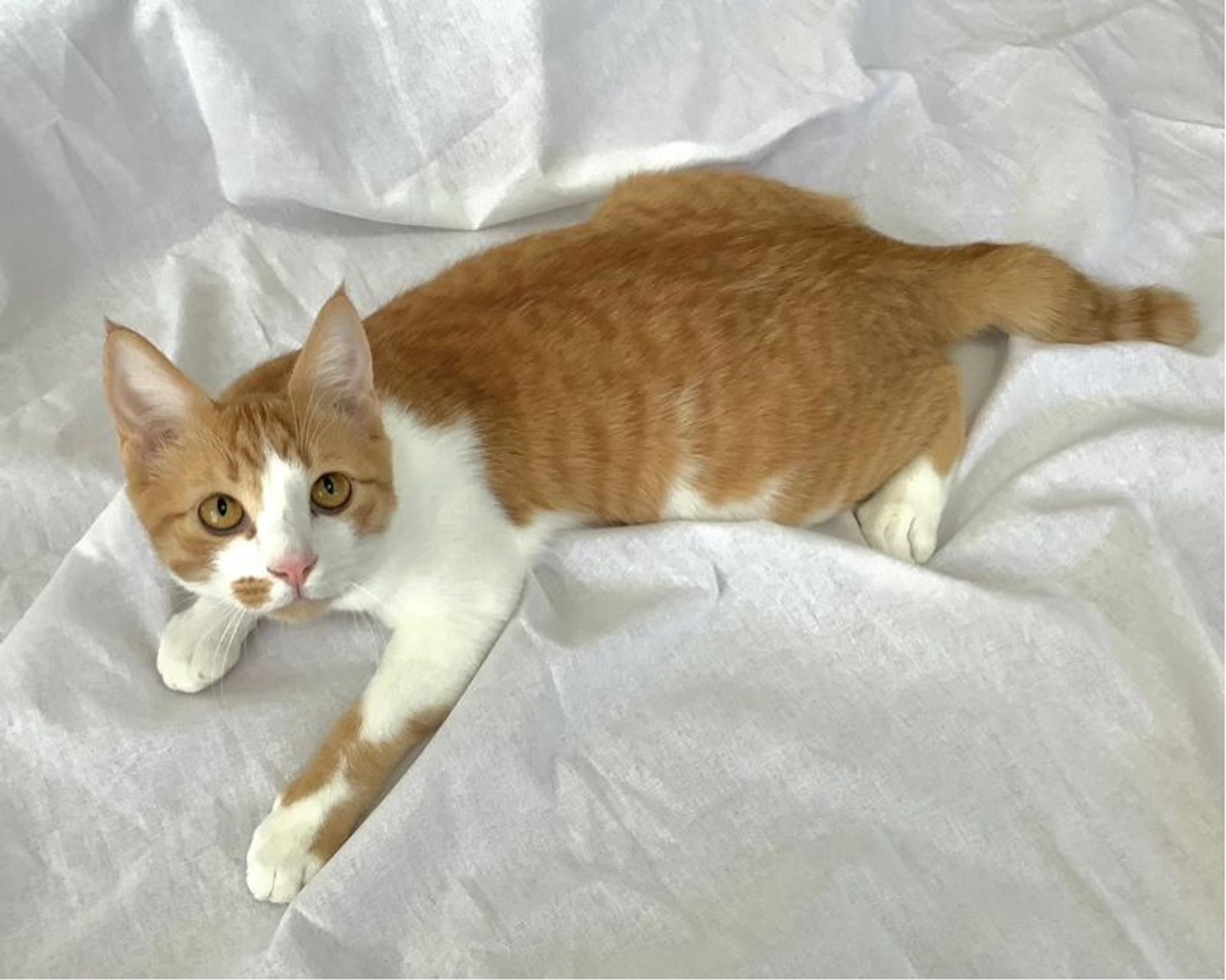 pet-image-3