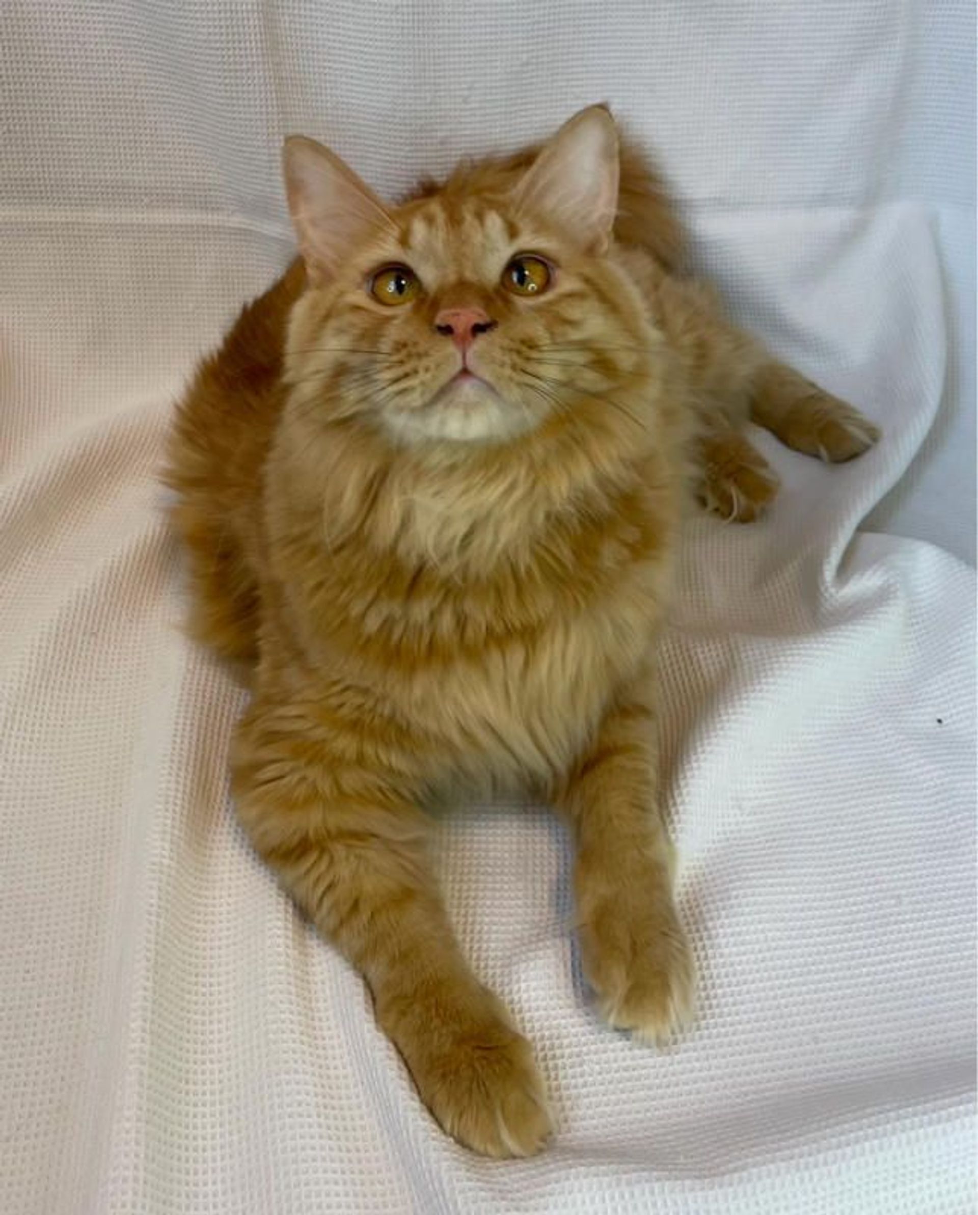 雑種（ミックス猫）・オスの里親募集の写真