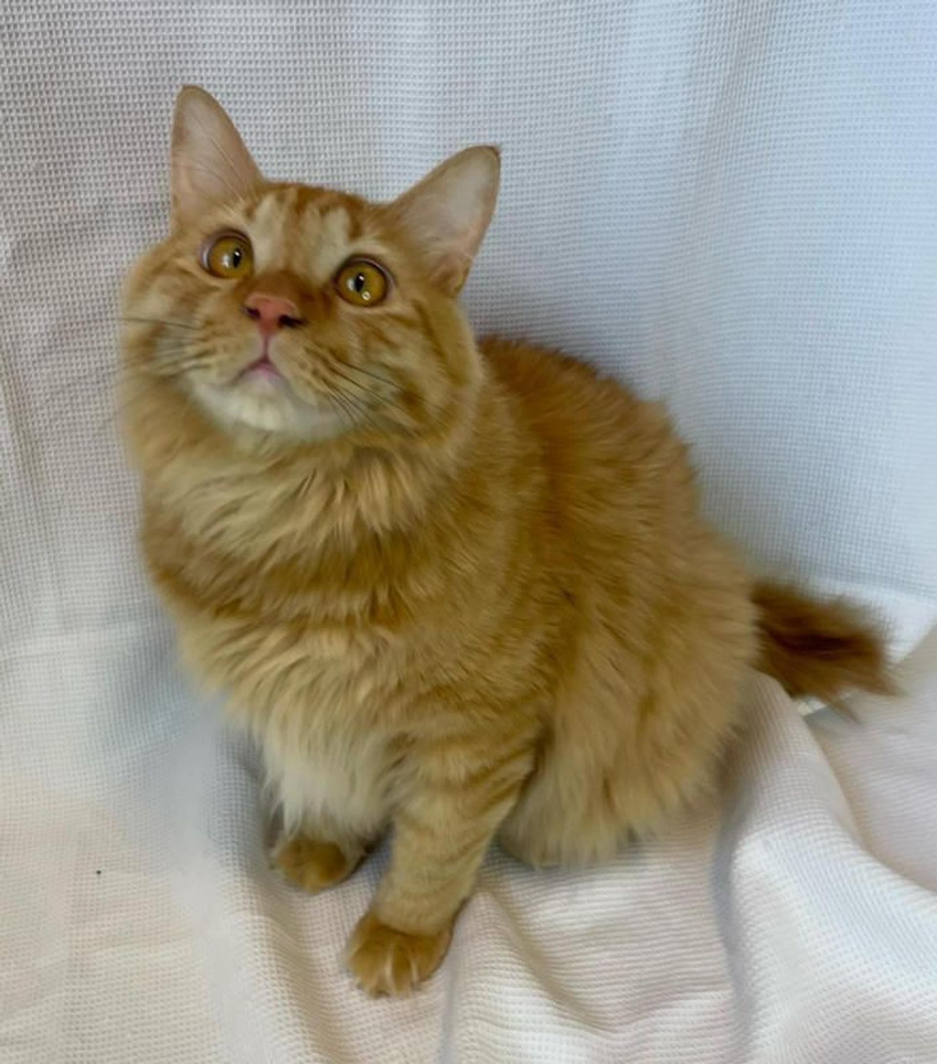 pet-image-3