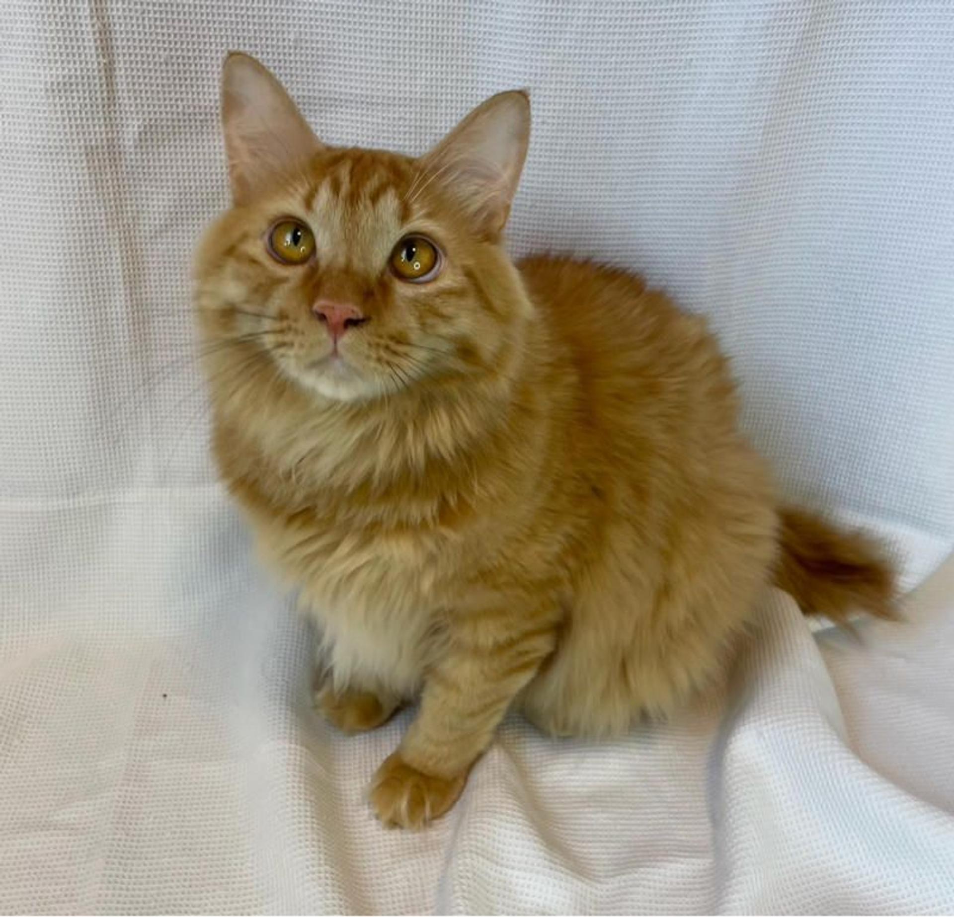 pet-image-5