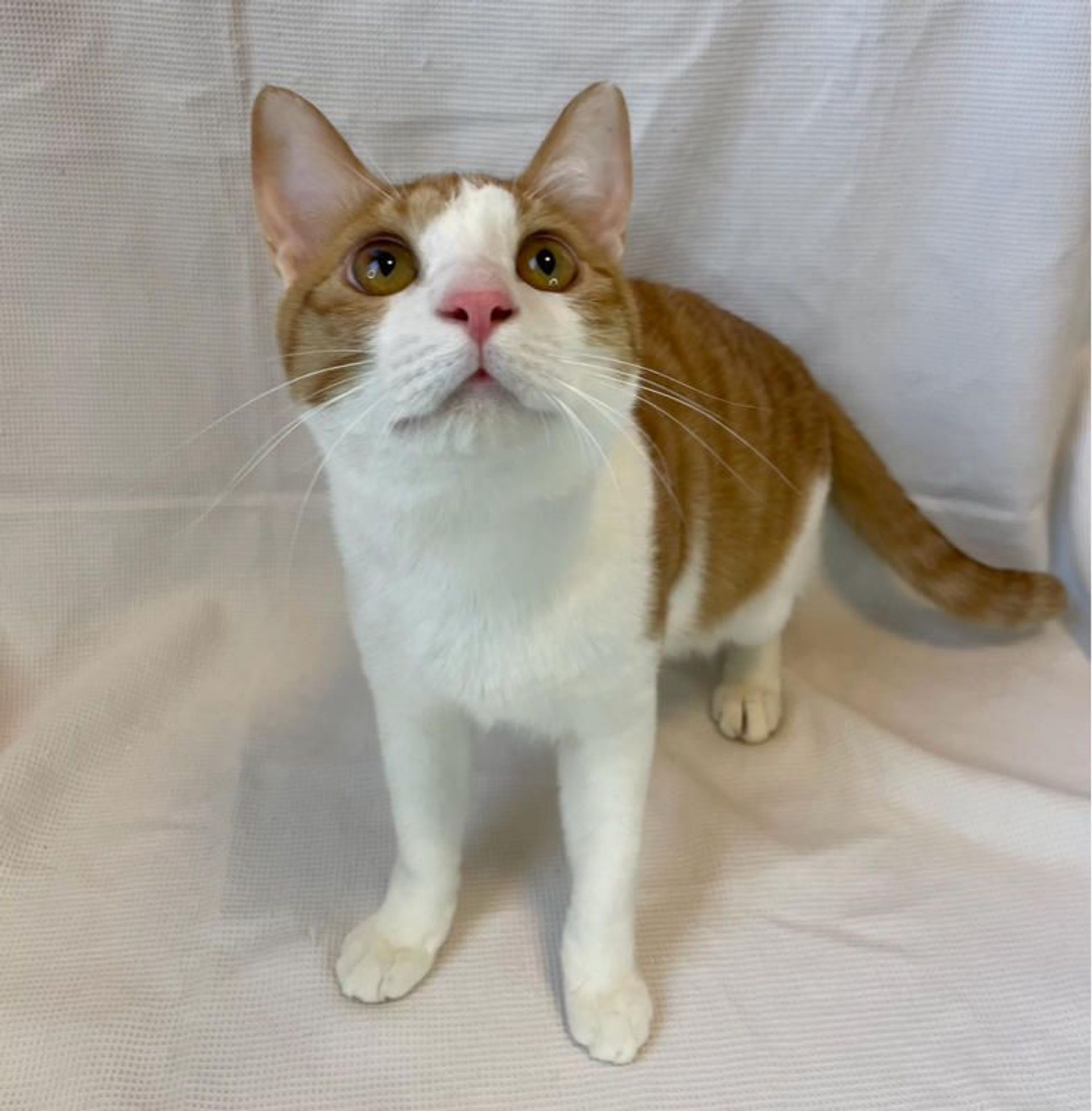 雑種（ミックス猫）・オスの里親募集の写真