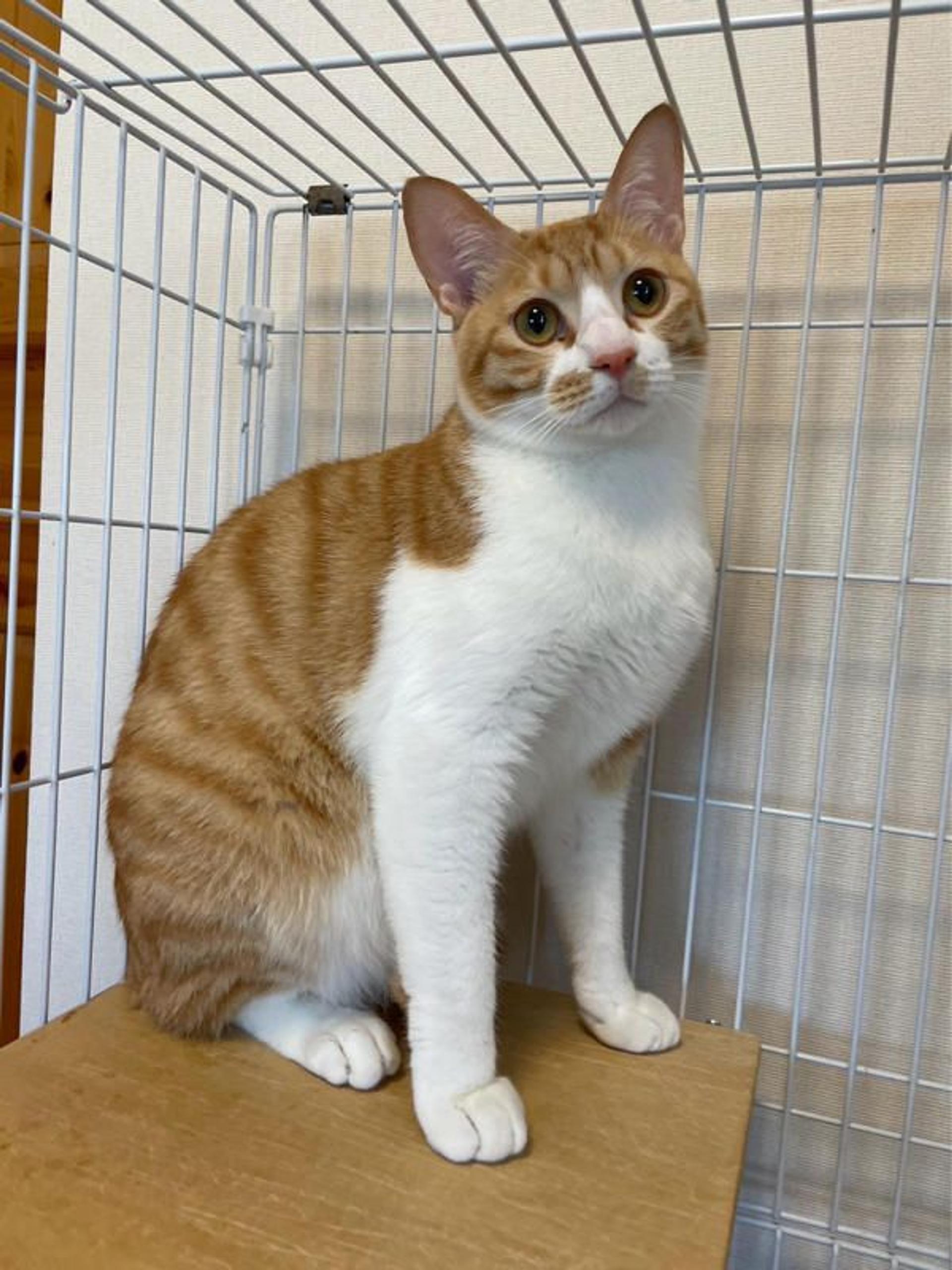 pet-image-2