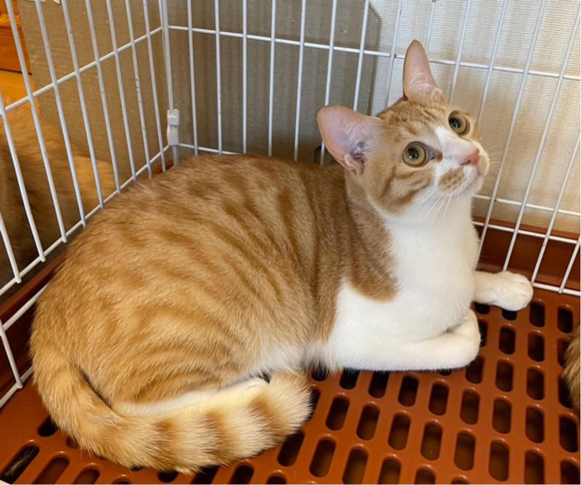 pet-image-3