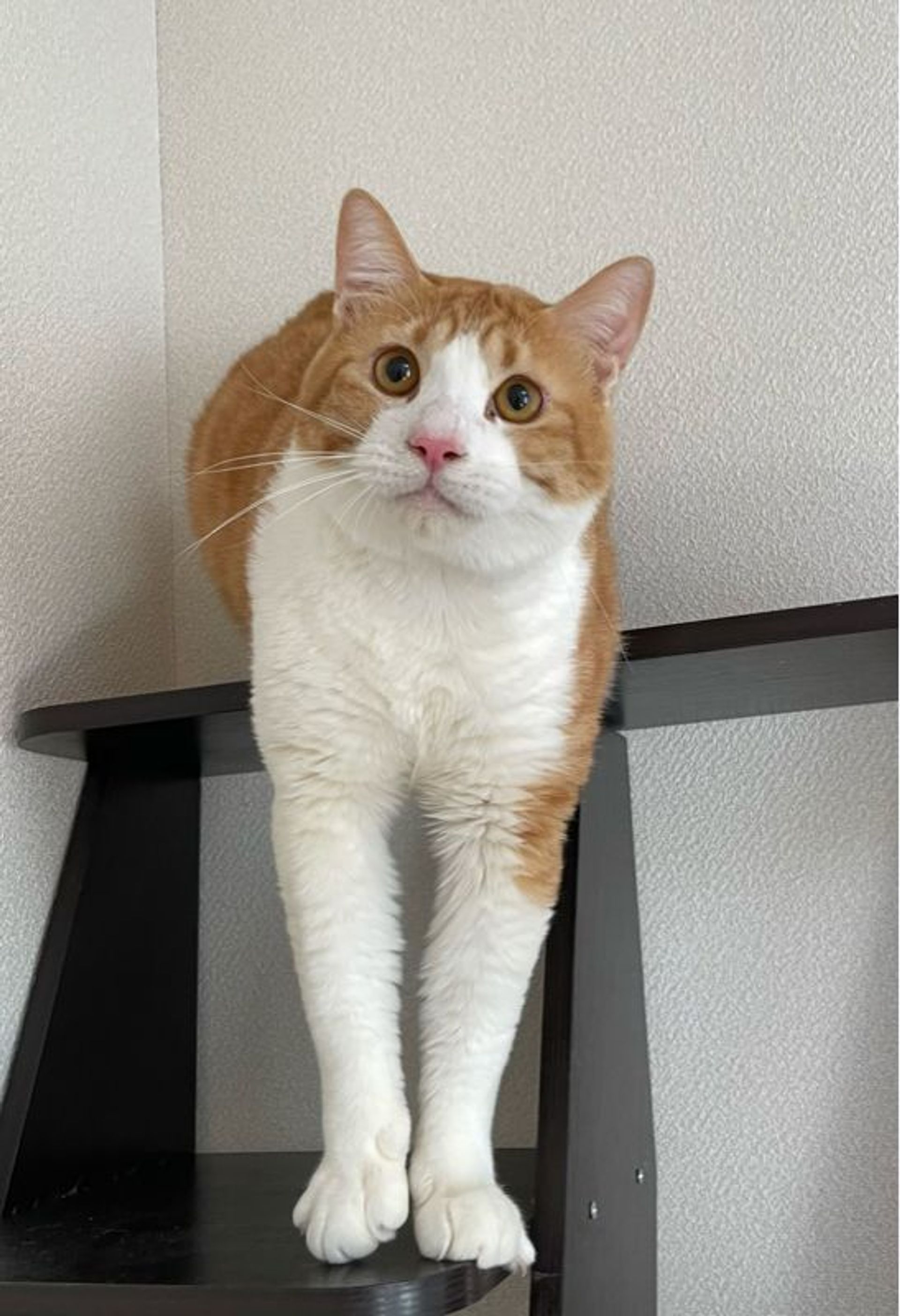 雑種（ミックス猫）・オスの里親募集の写真