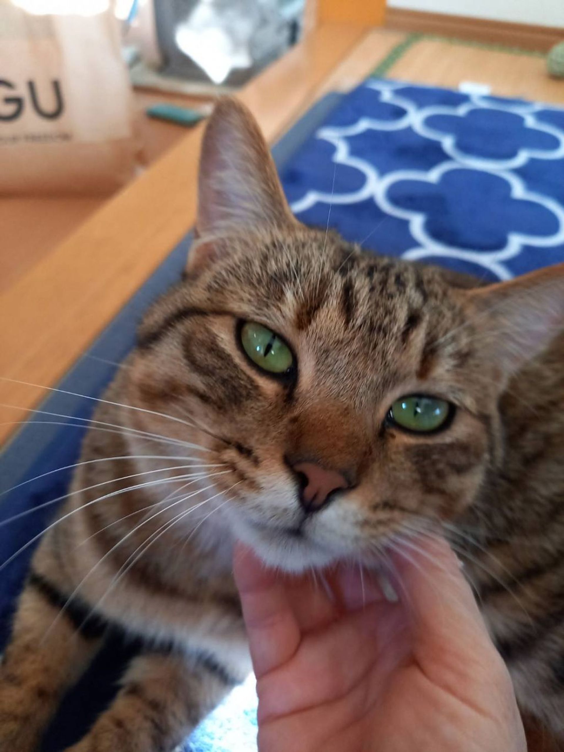 雑種（ミックス猫）・オスの里親募集の写真