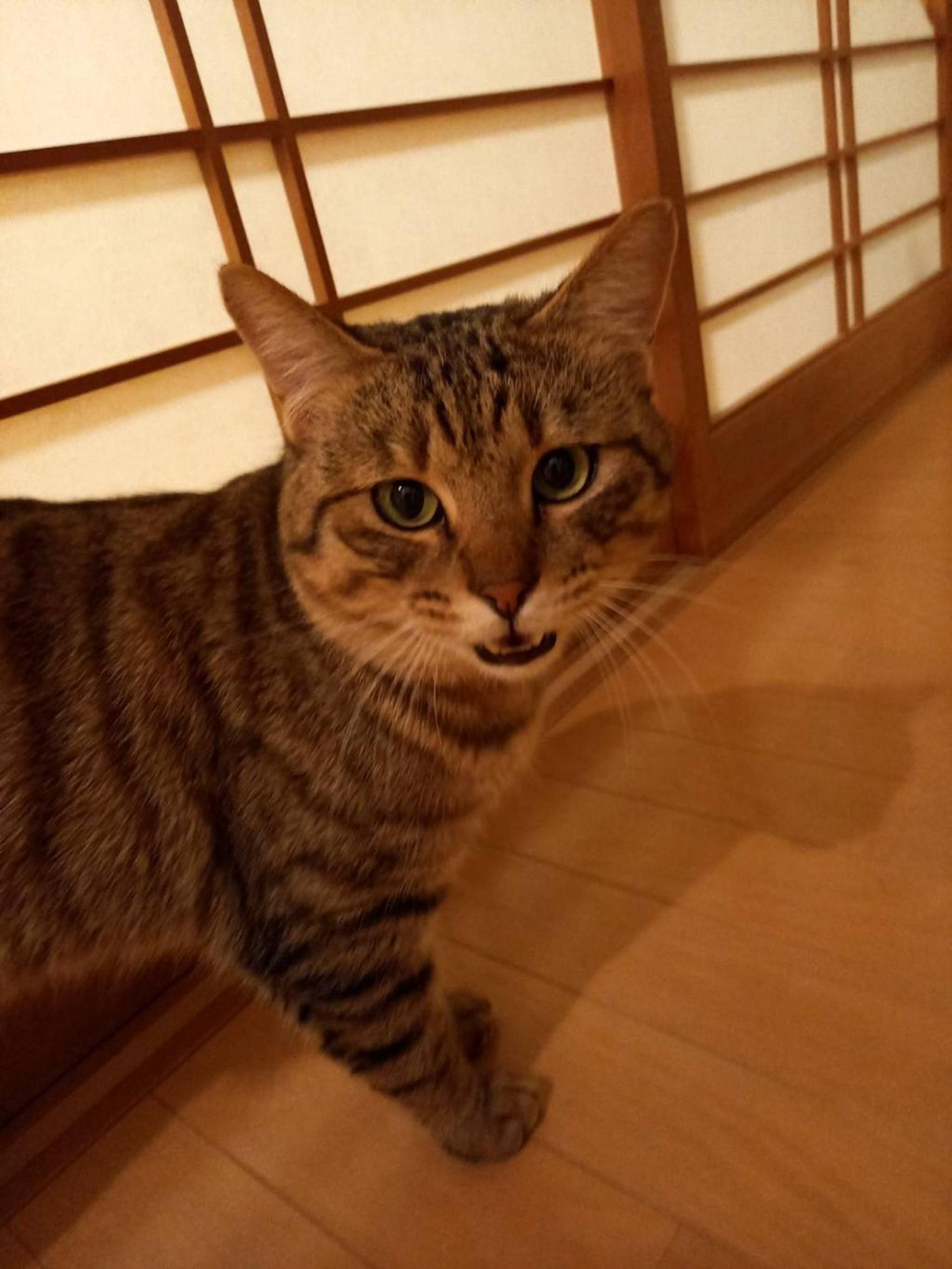 pet-image-3
