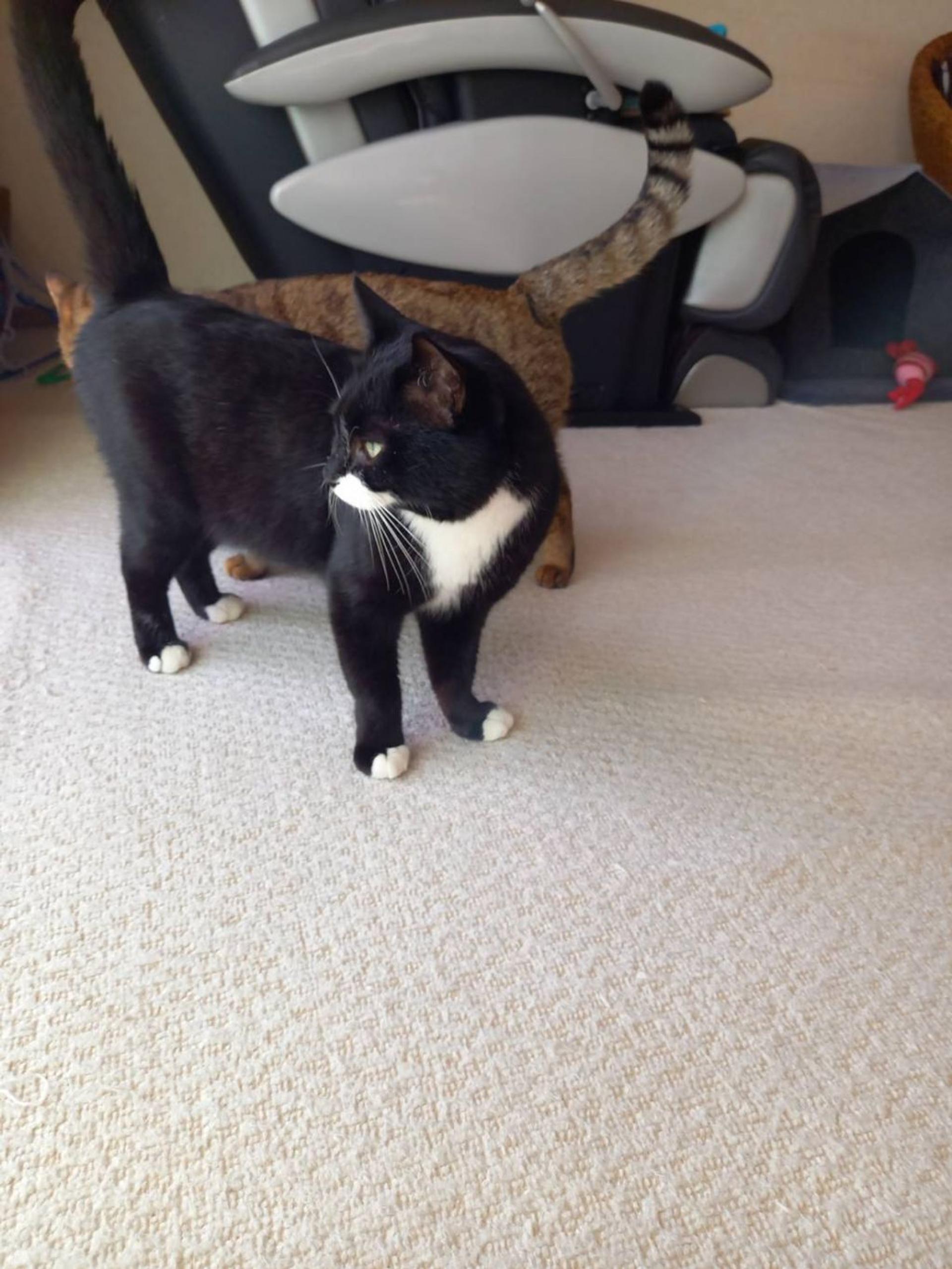 pet-image-2