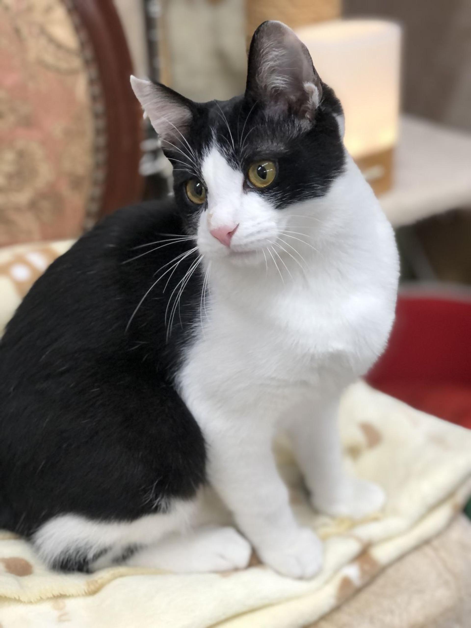 pet-image-2