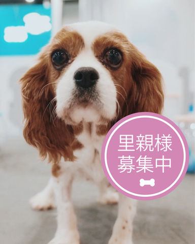 ルンパの写真