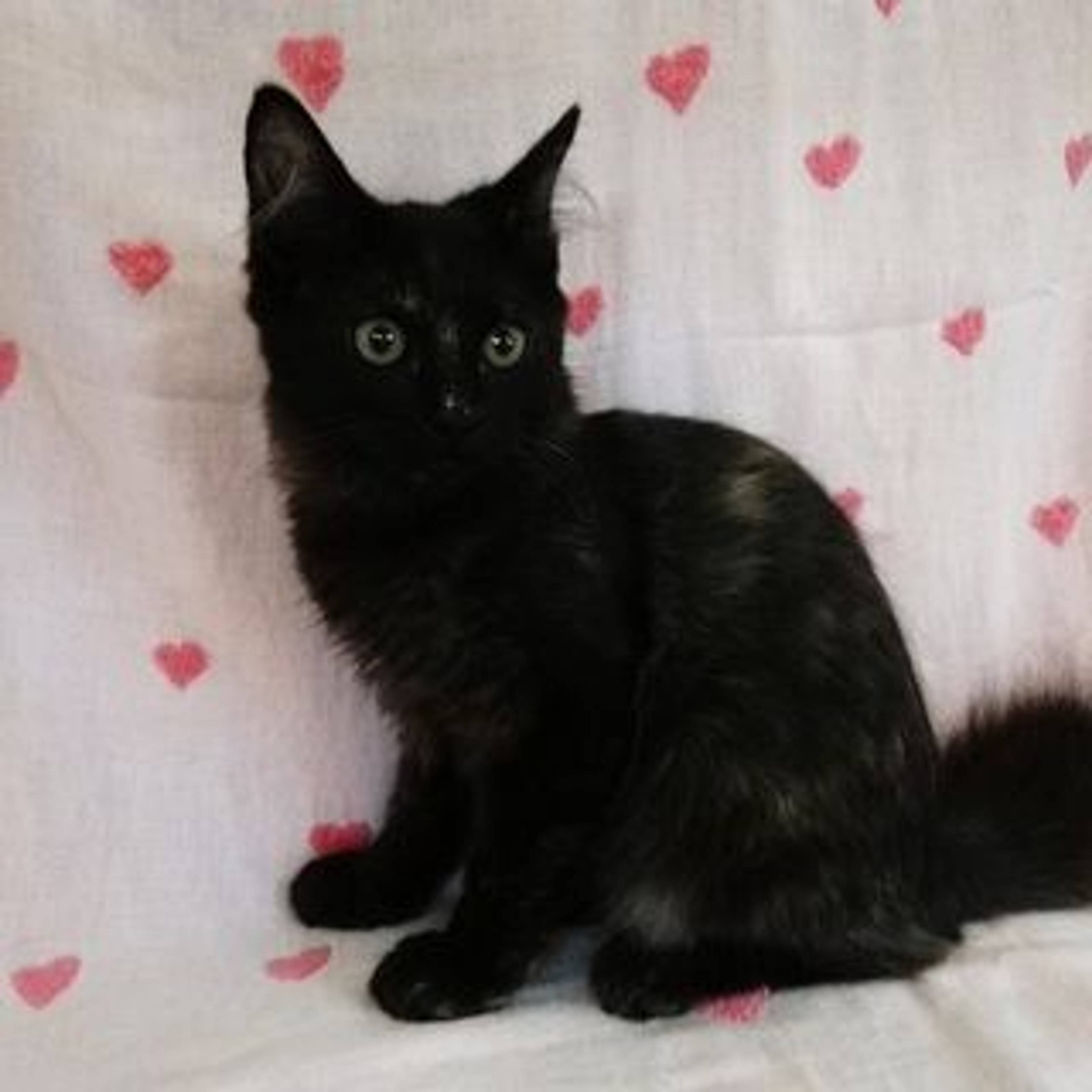 雑種（ミックス猫）・メスの里親募集の写真