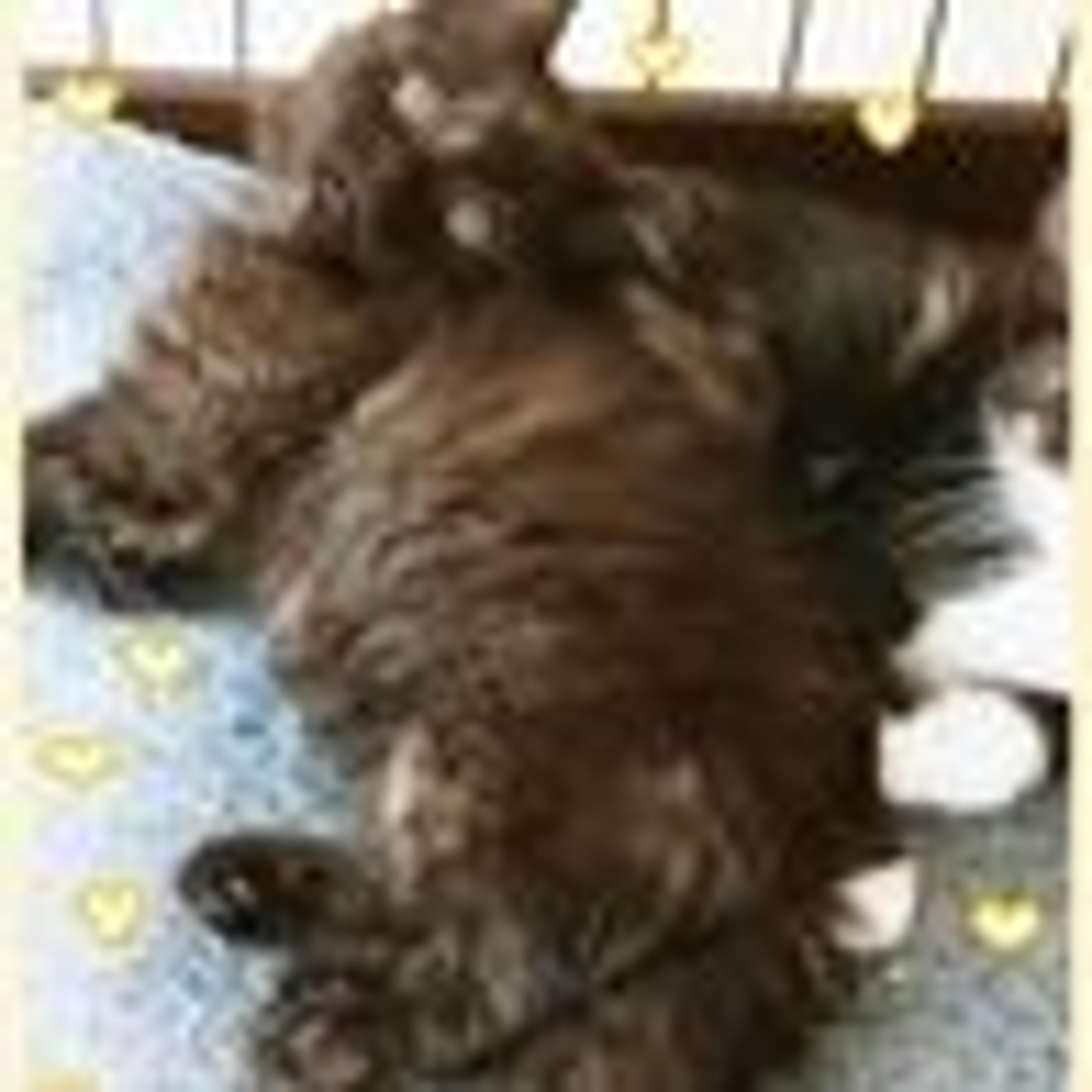 pet-image-3