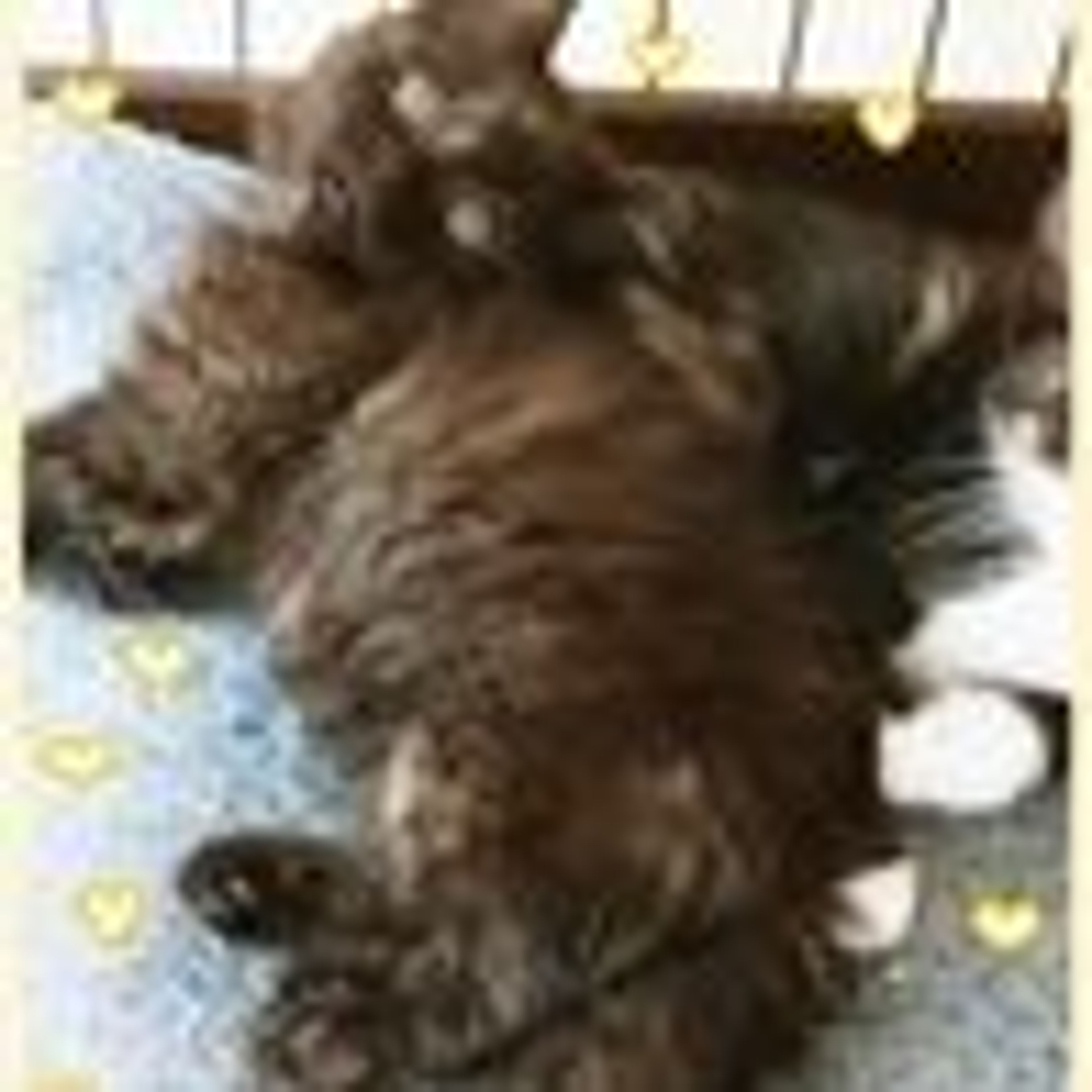 pet-image-3