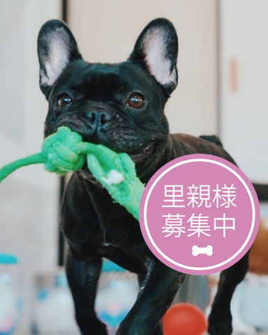 ブルの写真