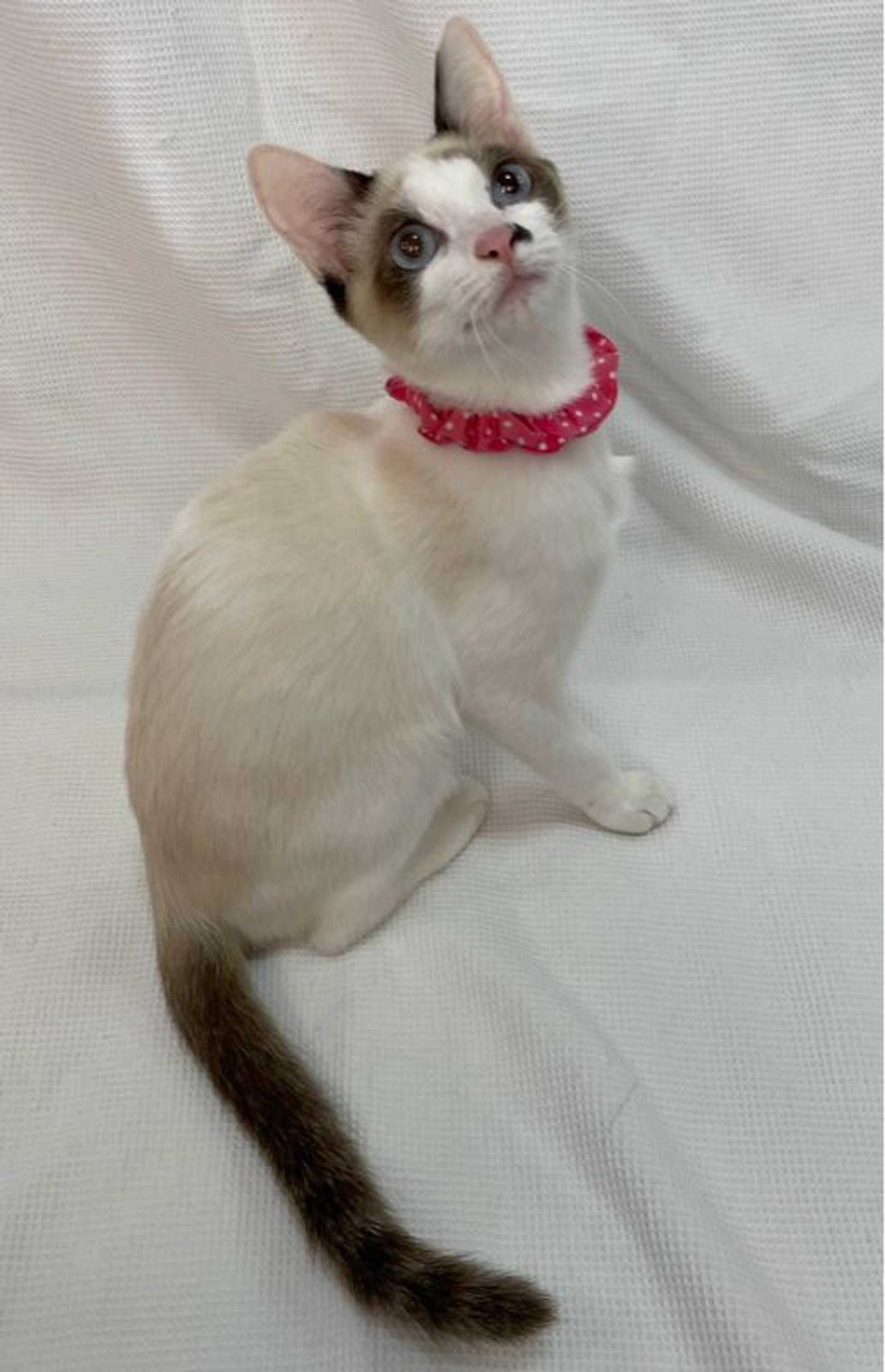 pet-image-3