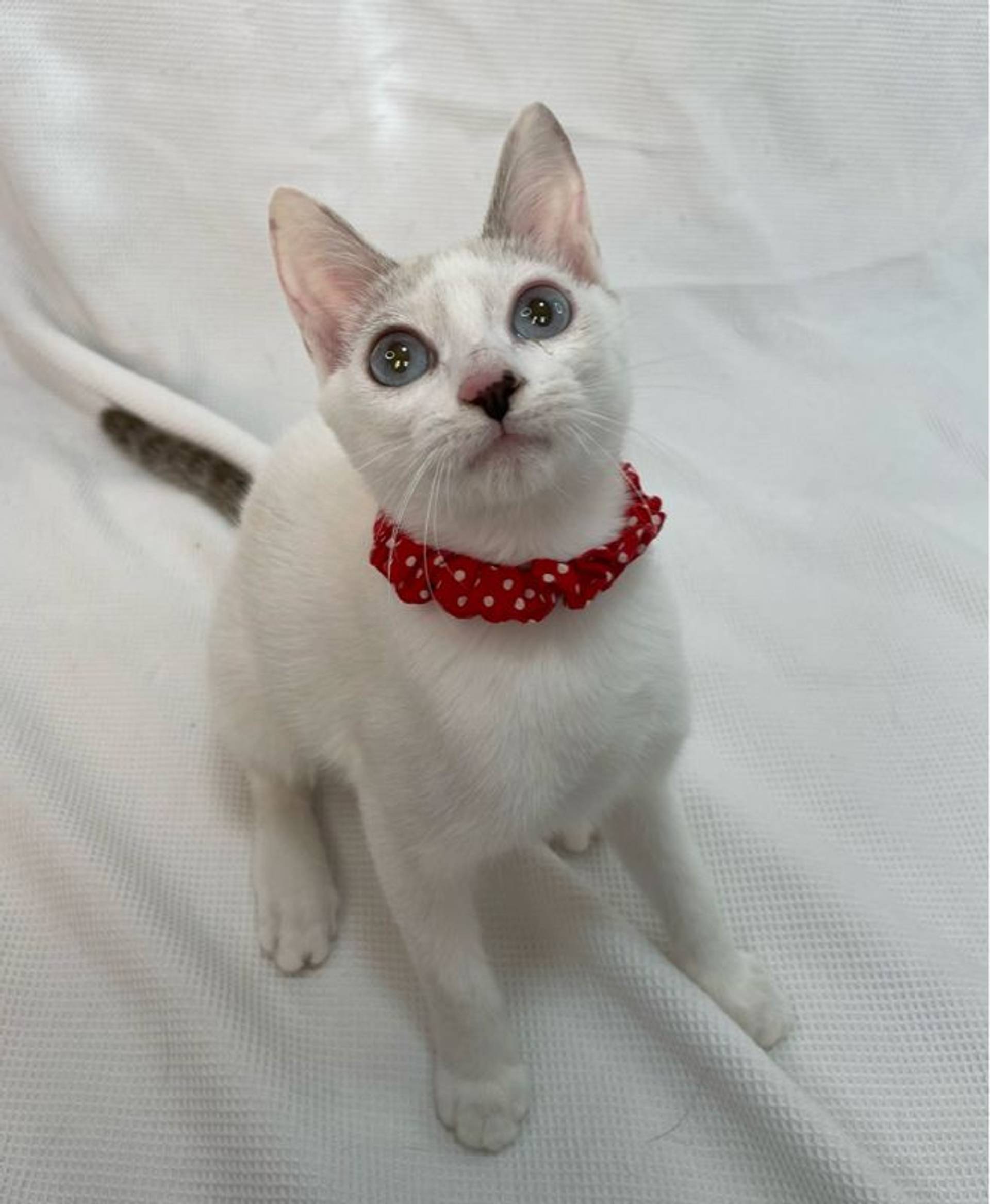 雑種（ミックス猫）・メスの里親募集の写真