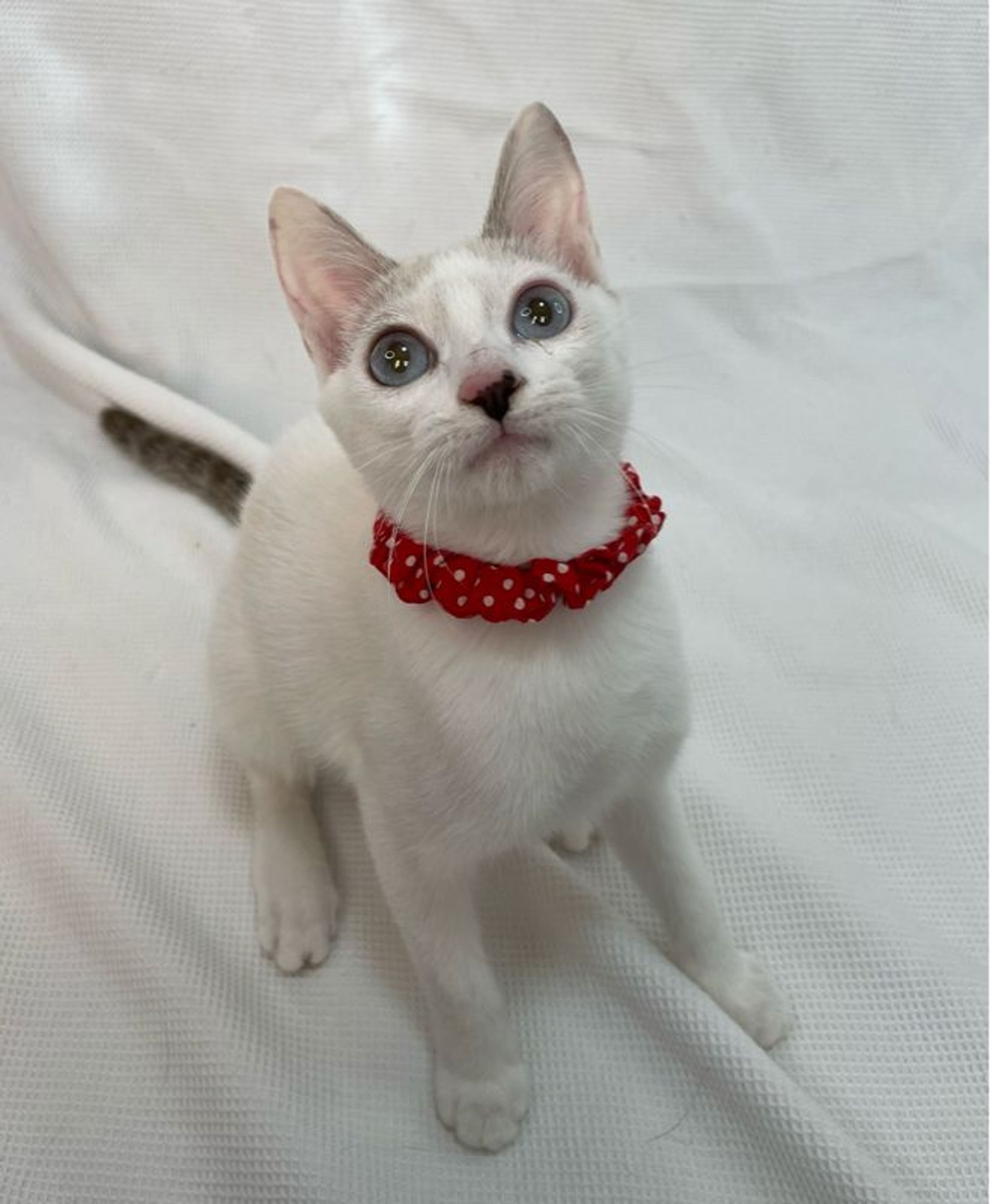 雑種（ミックス猫）・メスの里親募集の写真