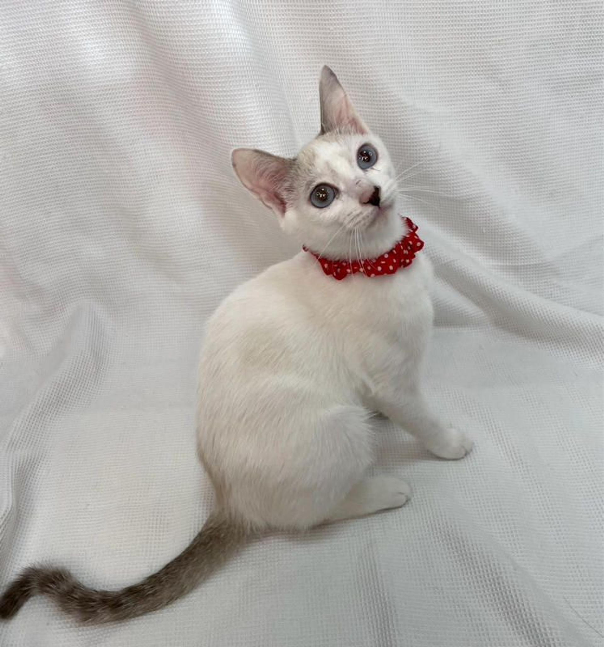 pet-image-3