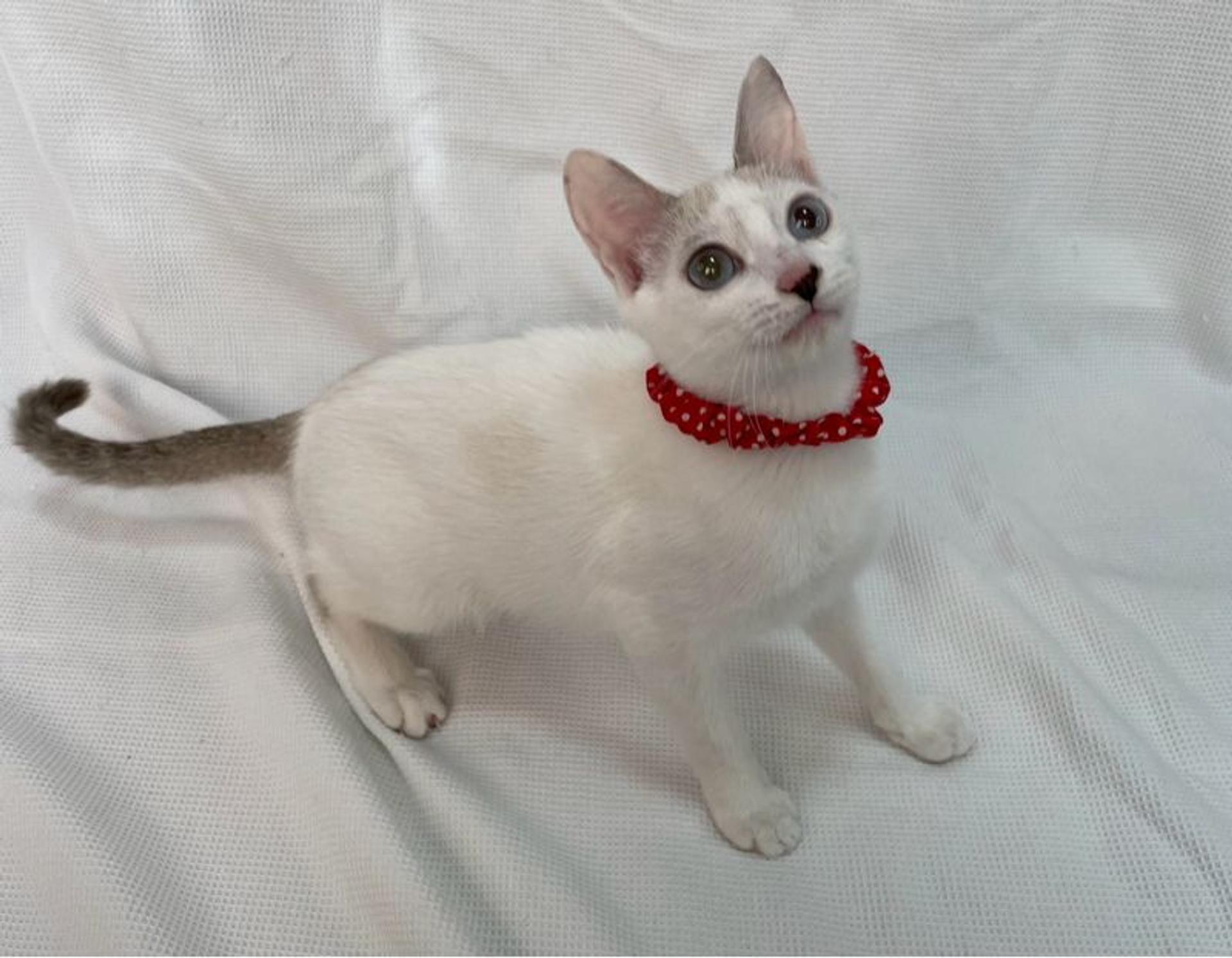 pet-image-5