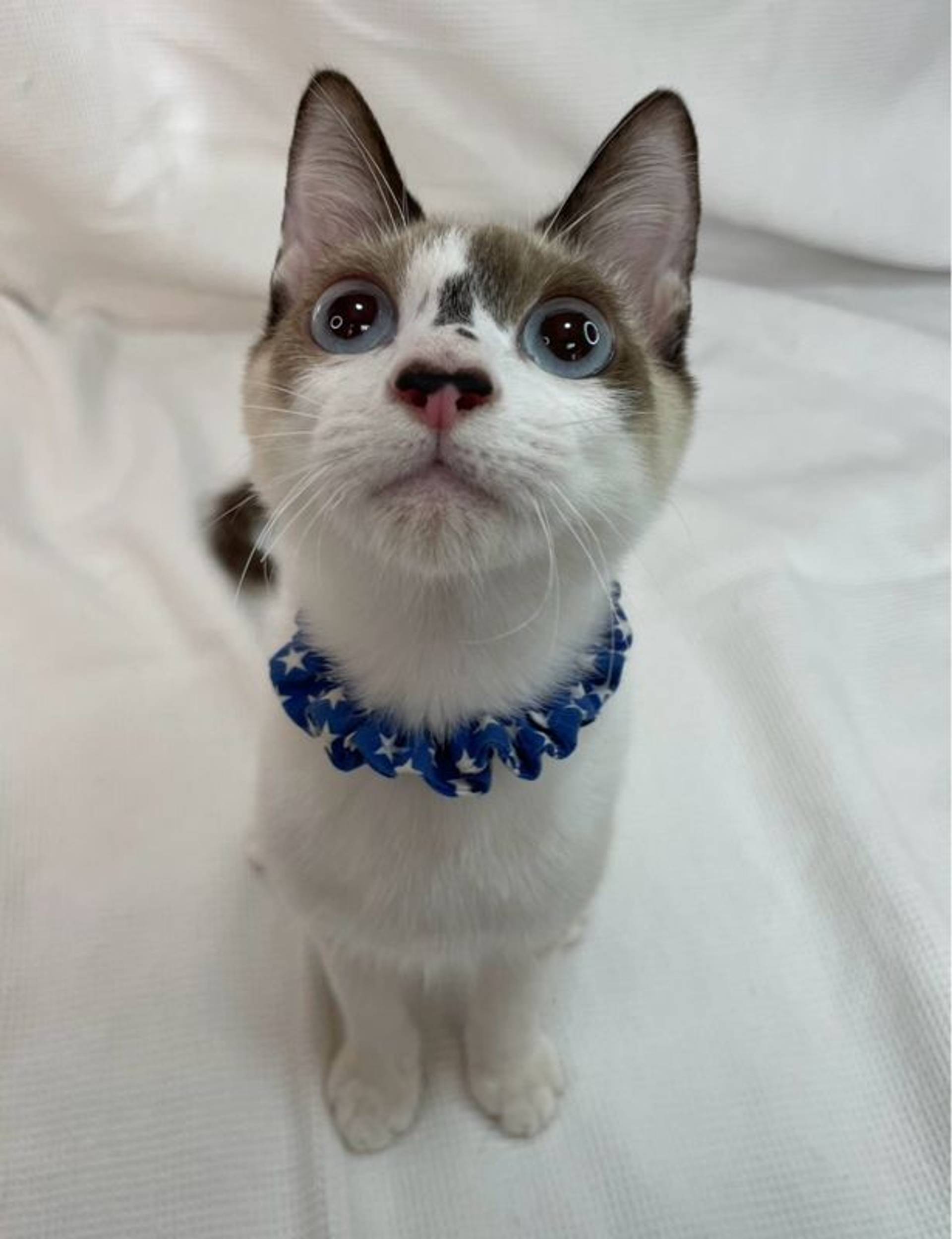 雑種（ミックス猫）・オスの里親募集の写真