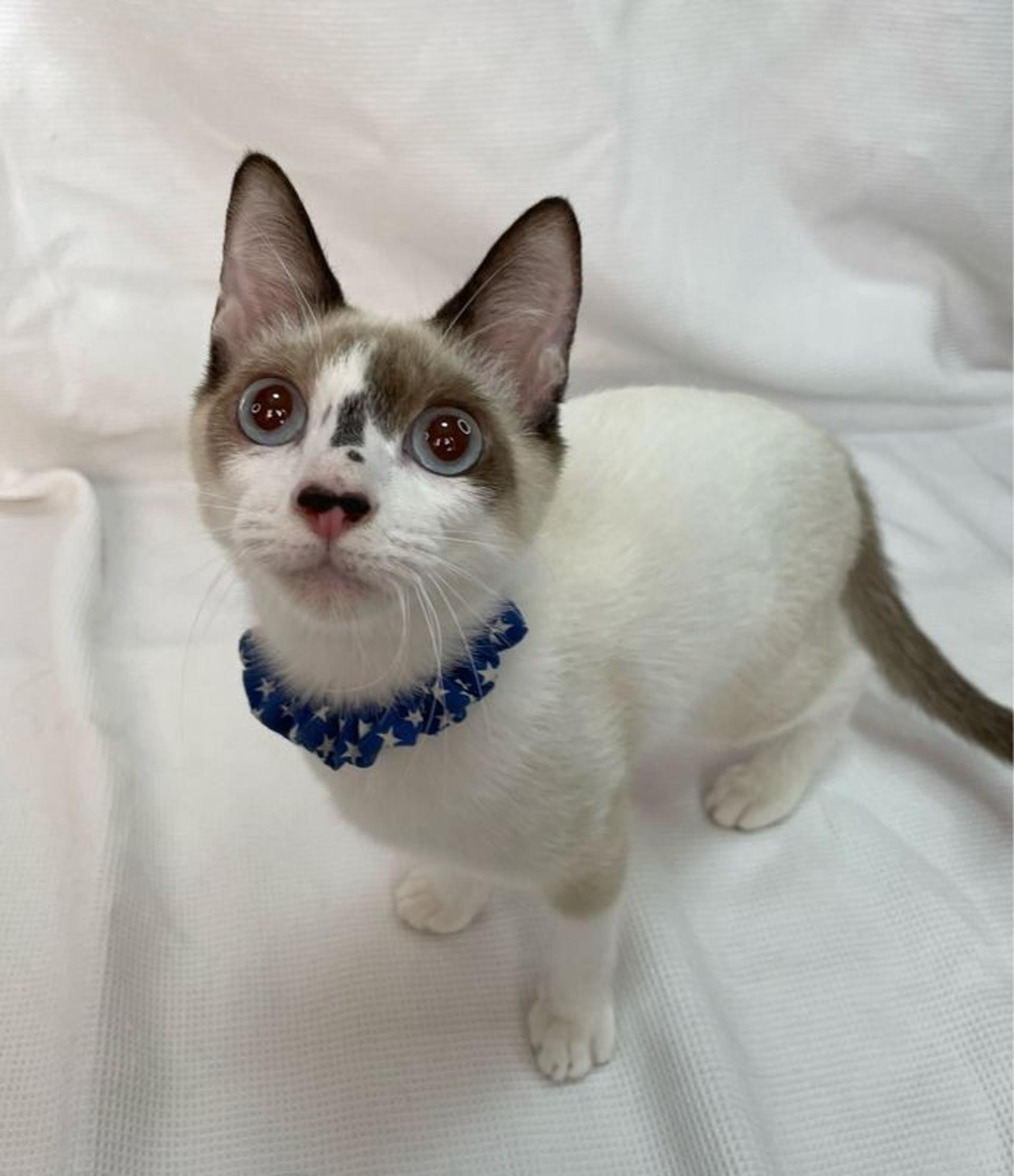 pet-image-4