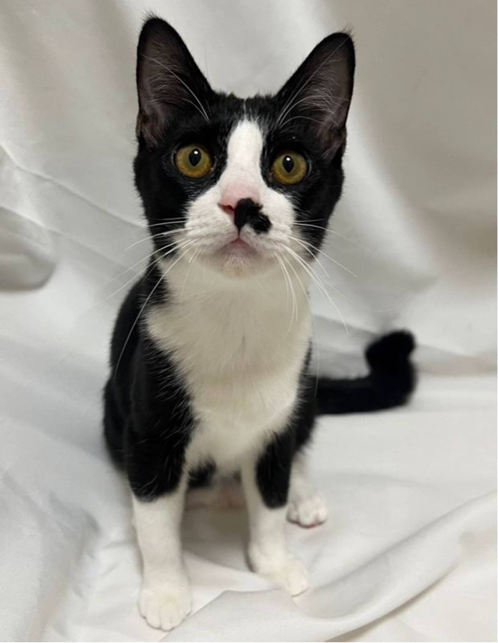 雑種（ミックス猫）・オスの里親募集の写真